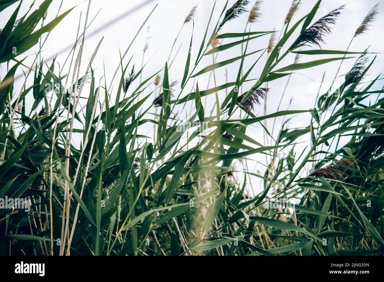 Wolken und Gras Stockfoto