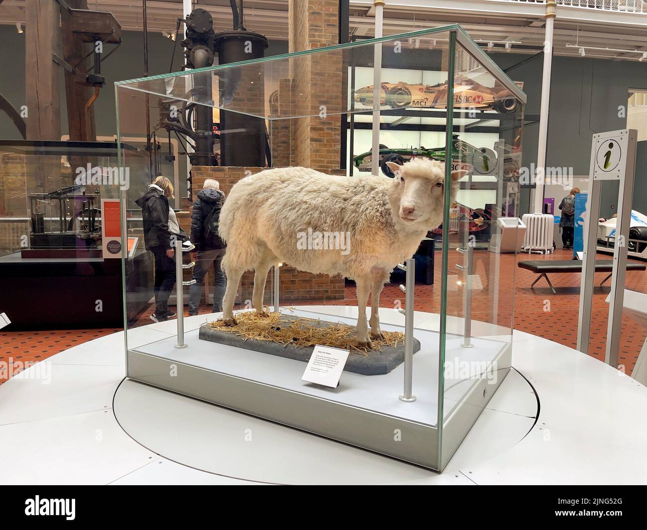 Ein geklonter Schafswagen im Edinburgh National History Museum Stockfoto