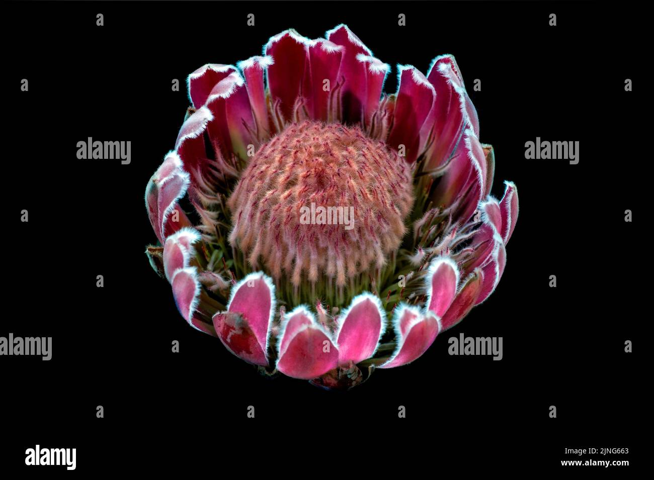 Blumen, Protea, Protea sheila. Stockfoto