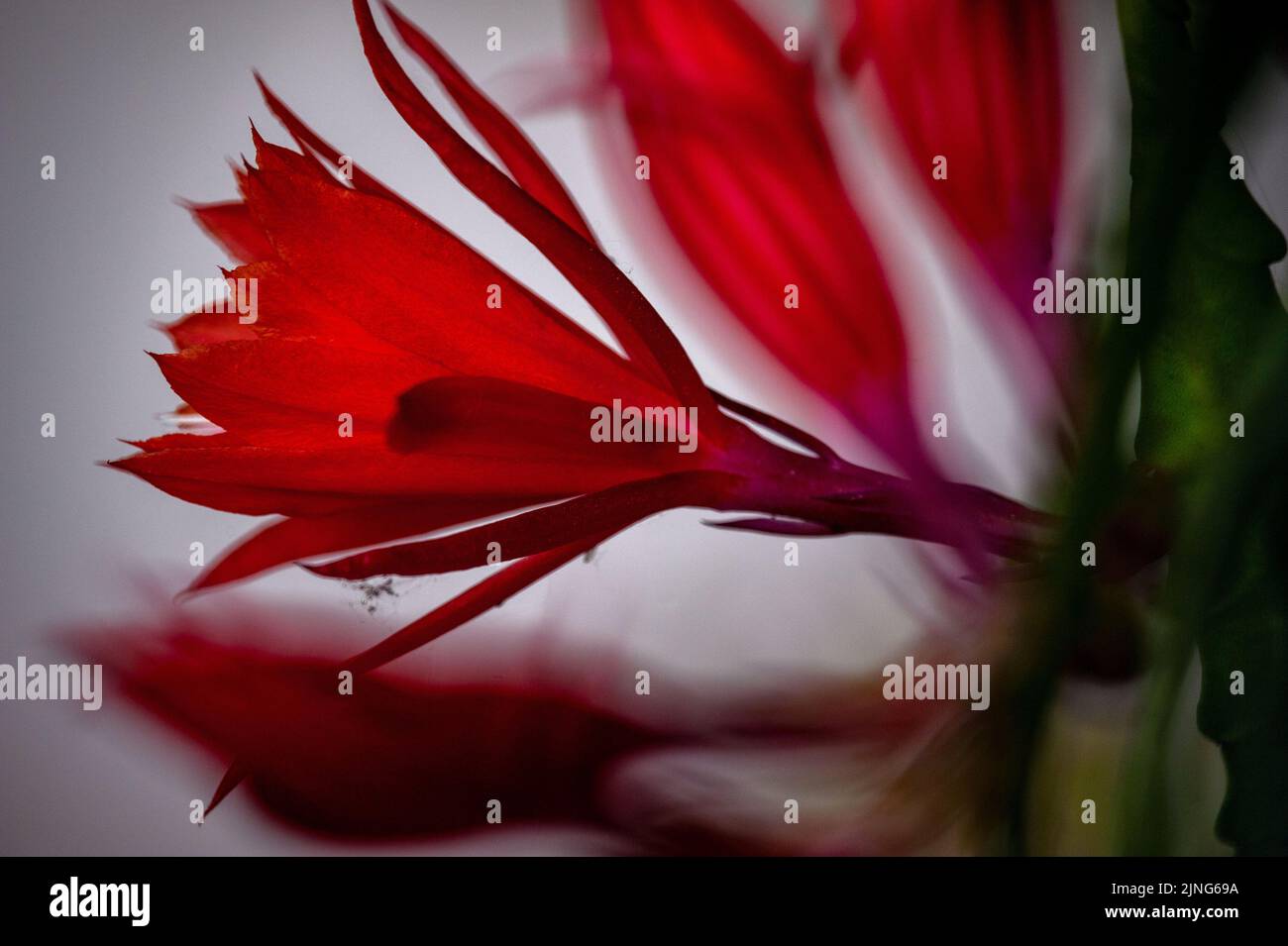 Blumen, Epiphyllum. Stockfoto