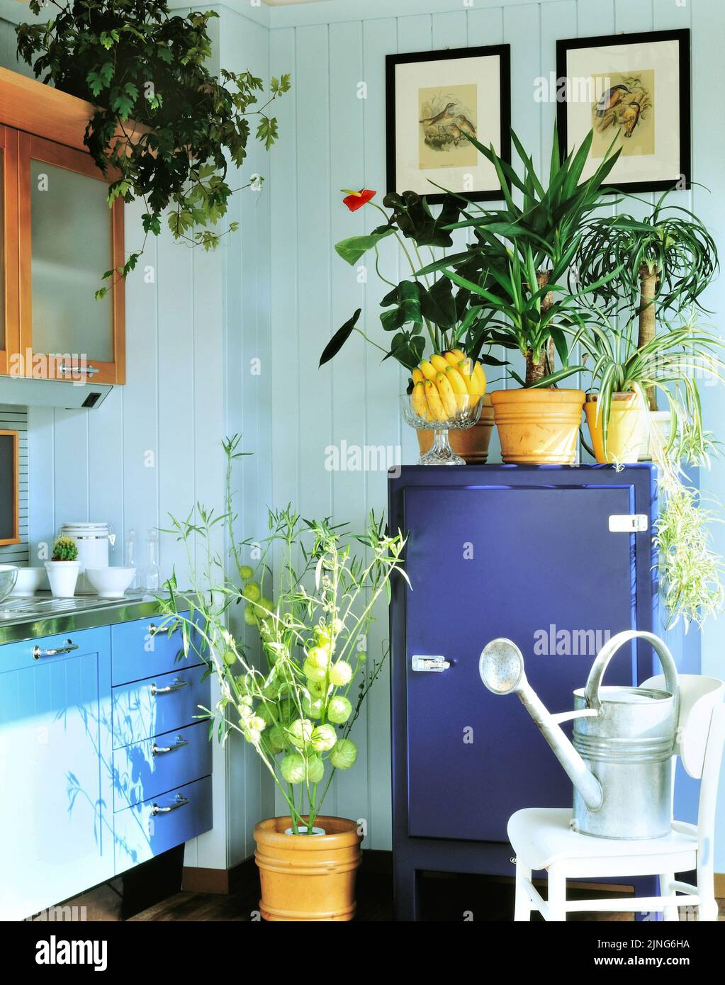 Blumen zu Hause. Grüne Pflanzen in der Küche. Stockfoto