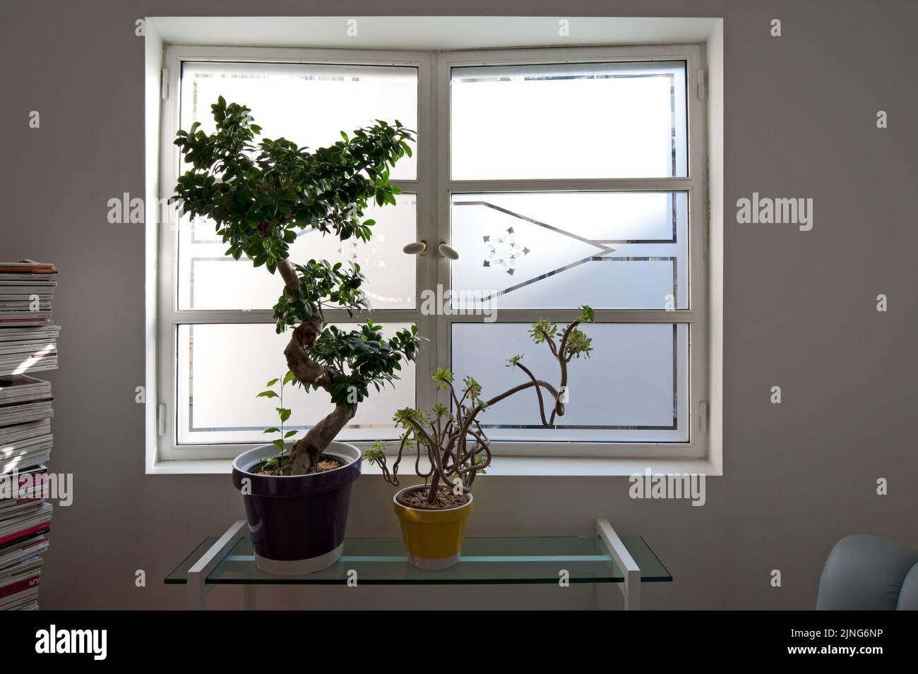 Blumen zu Hause, Bonsai 'Ficus Ginseng' und sukkkkulente Echeveria. Stockfoto