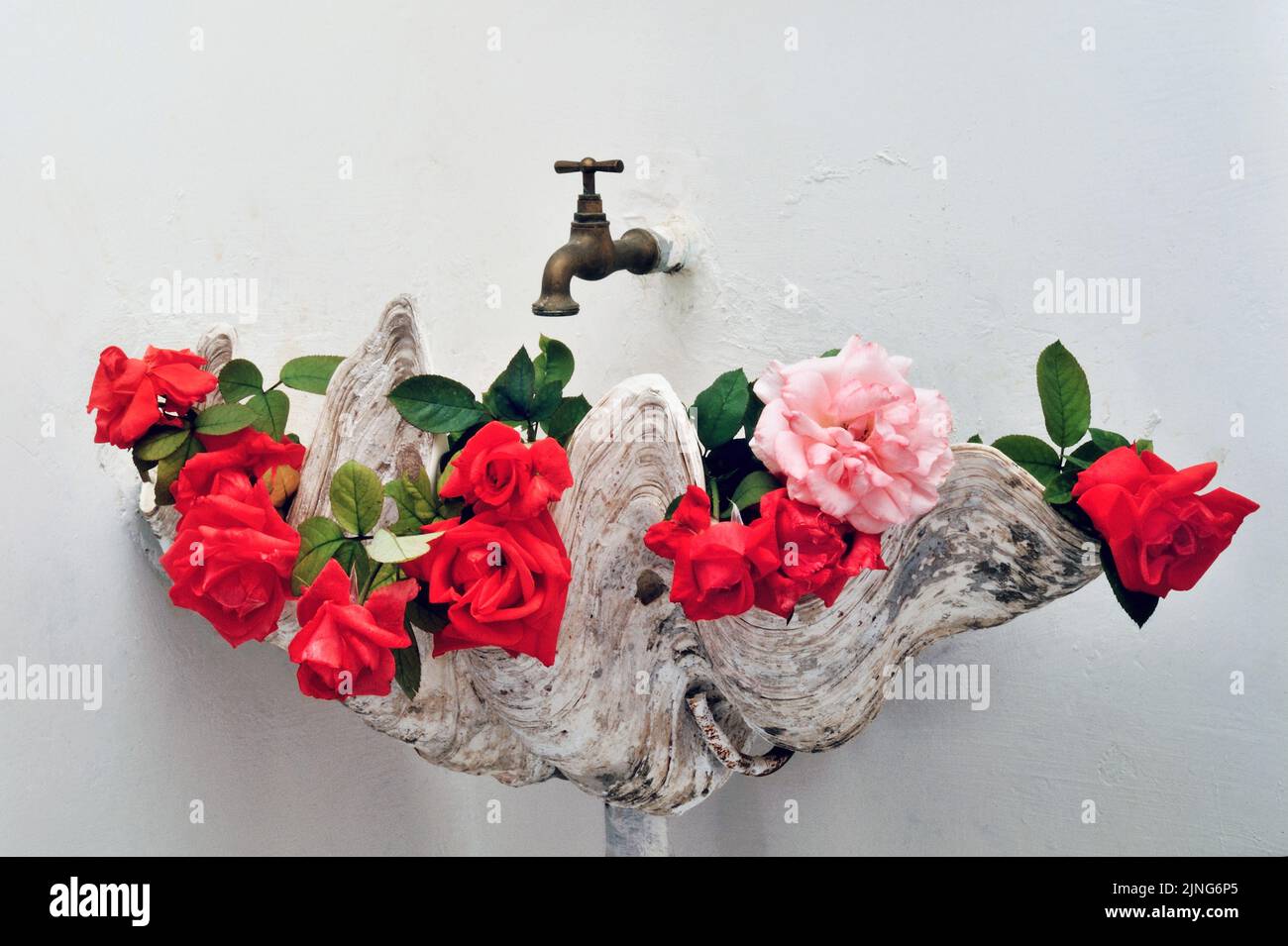 Blumen zu Hause, Rosen im Waschbecken mit einer riesigen Tridacna-Schale. Stockfoto