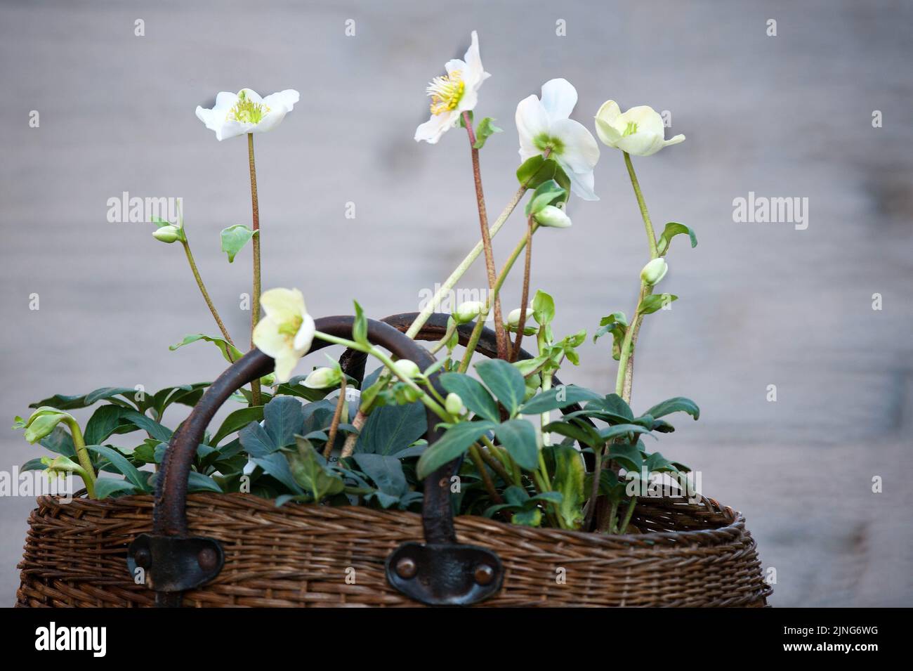 Blumenstrauß. Stockfoto