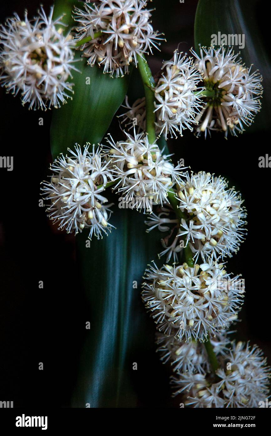 dracena deremensis lemon lime Dracaena deremensis 'Lemon Lime'