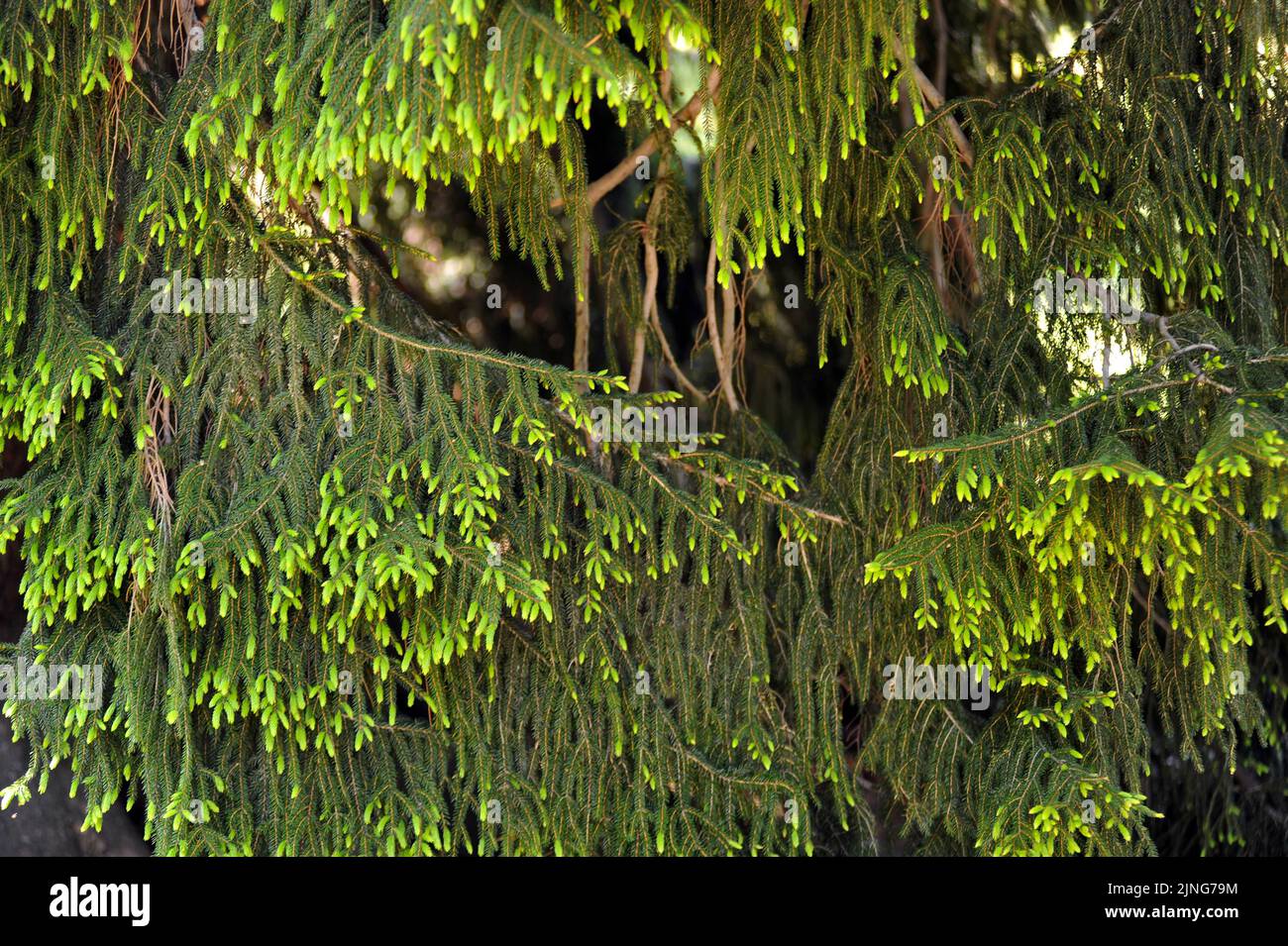 Pflanze, Kaukasische Fichte, Picea orientalis. Stockfoto