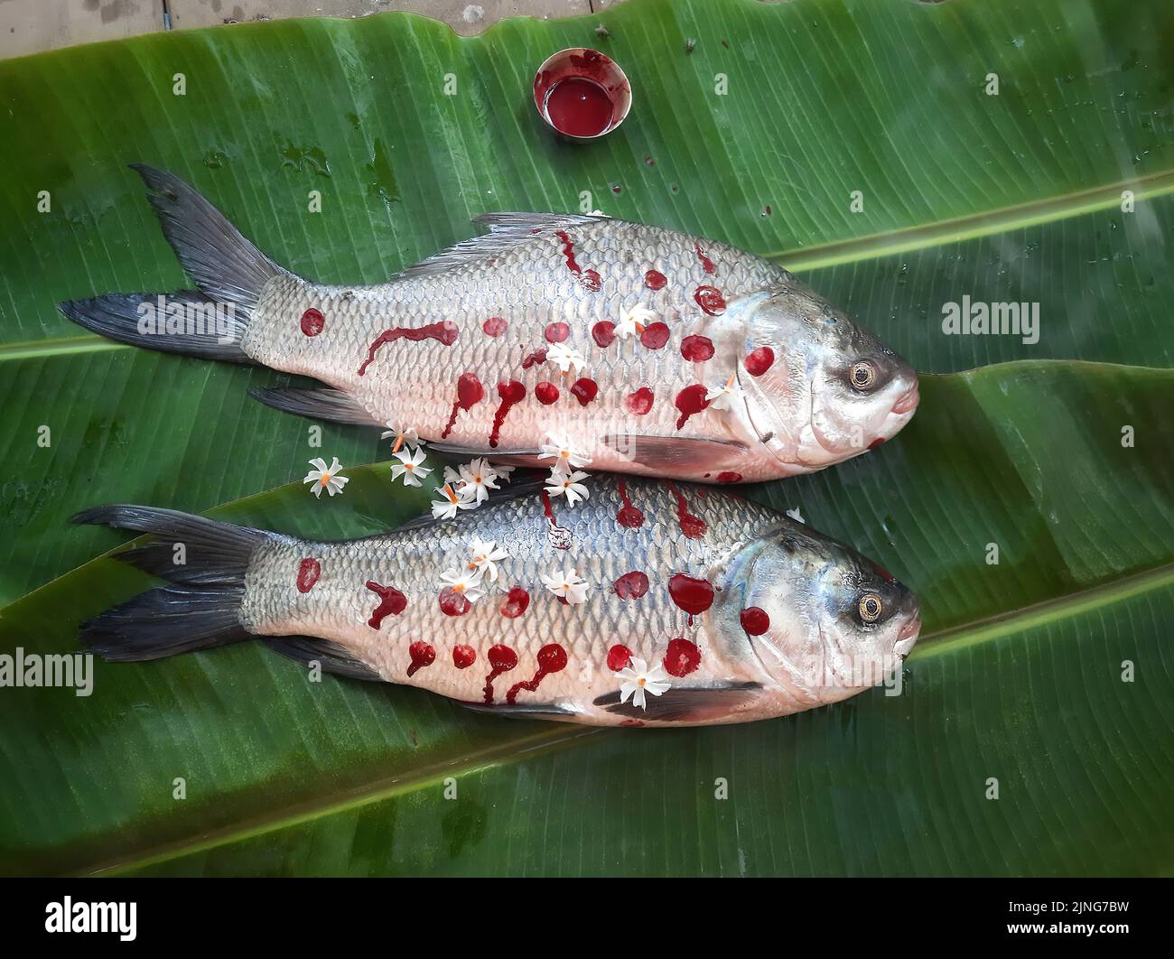 Das Anziehen des Rohu-Fisches als Braut ist ein Ritual der bengalischen Hochzeit Stockfoto