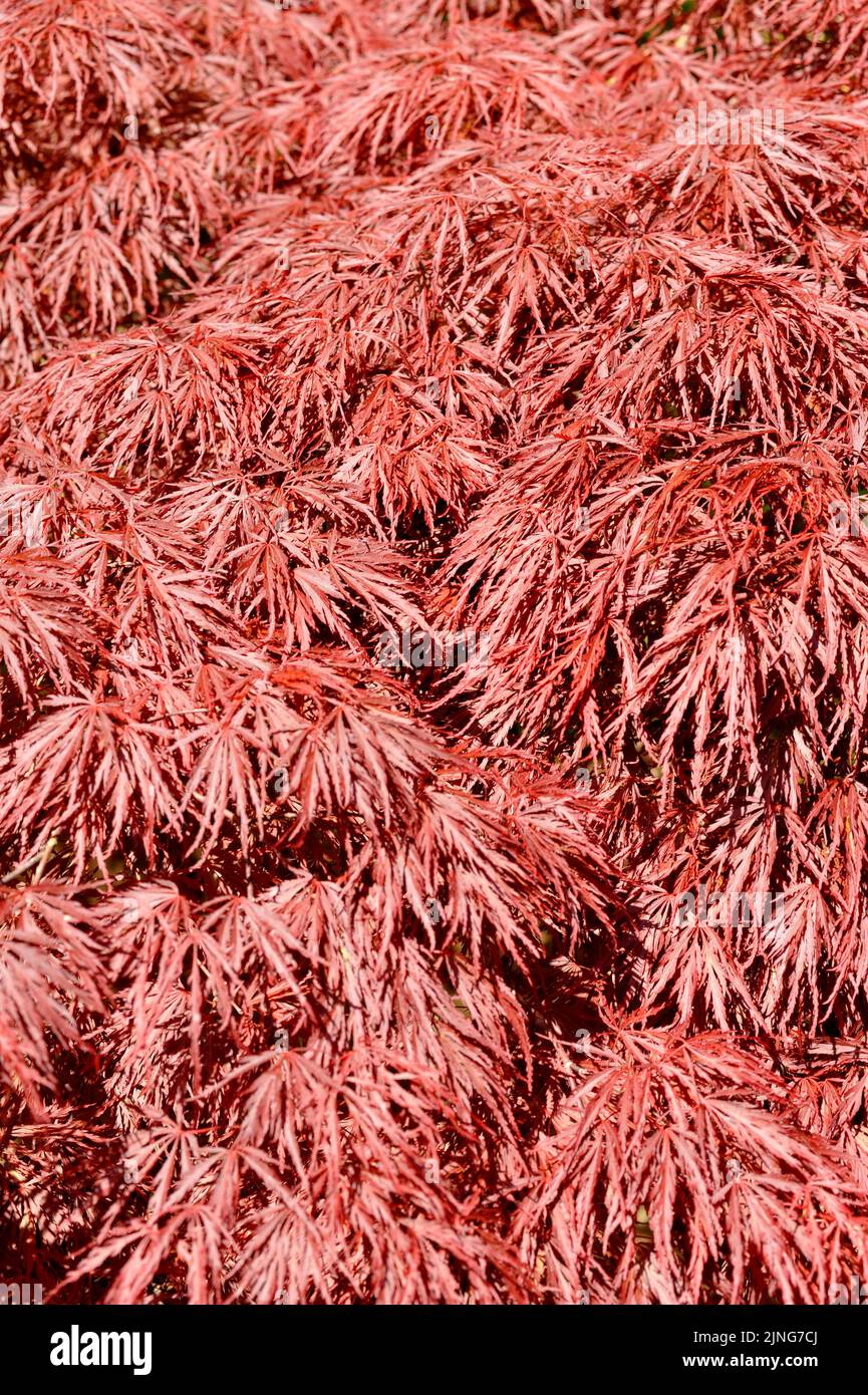 Pflanze, Palmate Ahorn, japanischer Ahorn. Stockfoto