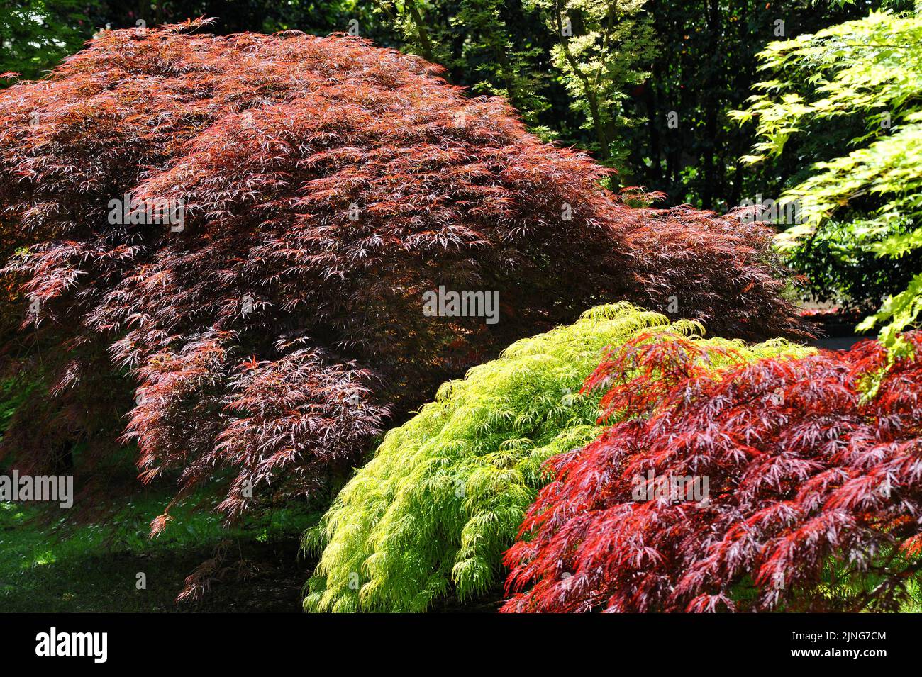 Pflanze, Palmate Ahorn, japanischer Ahorn. Stockfoto