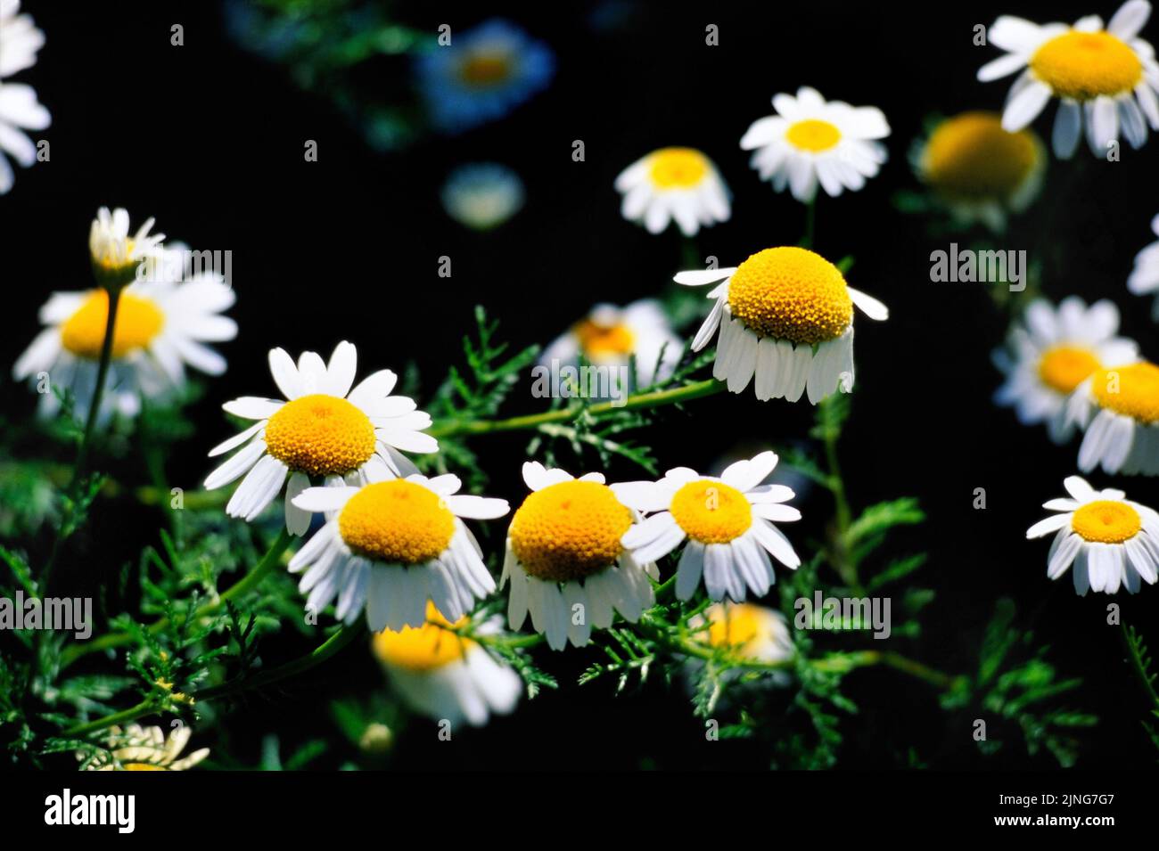 Blumen, Gemeine Kamille. Stockfoto