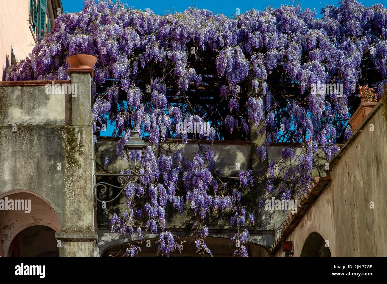 Blumen, Wisteria. Stockfoto