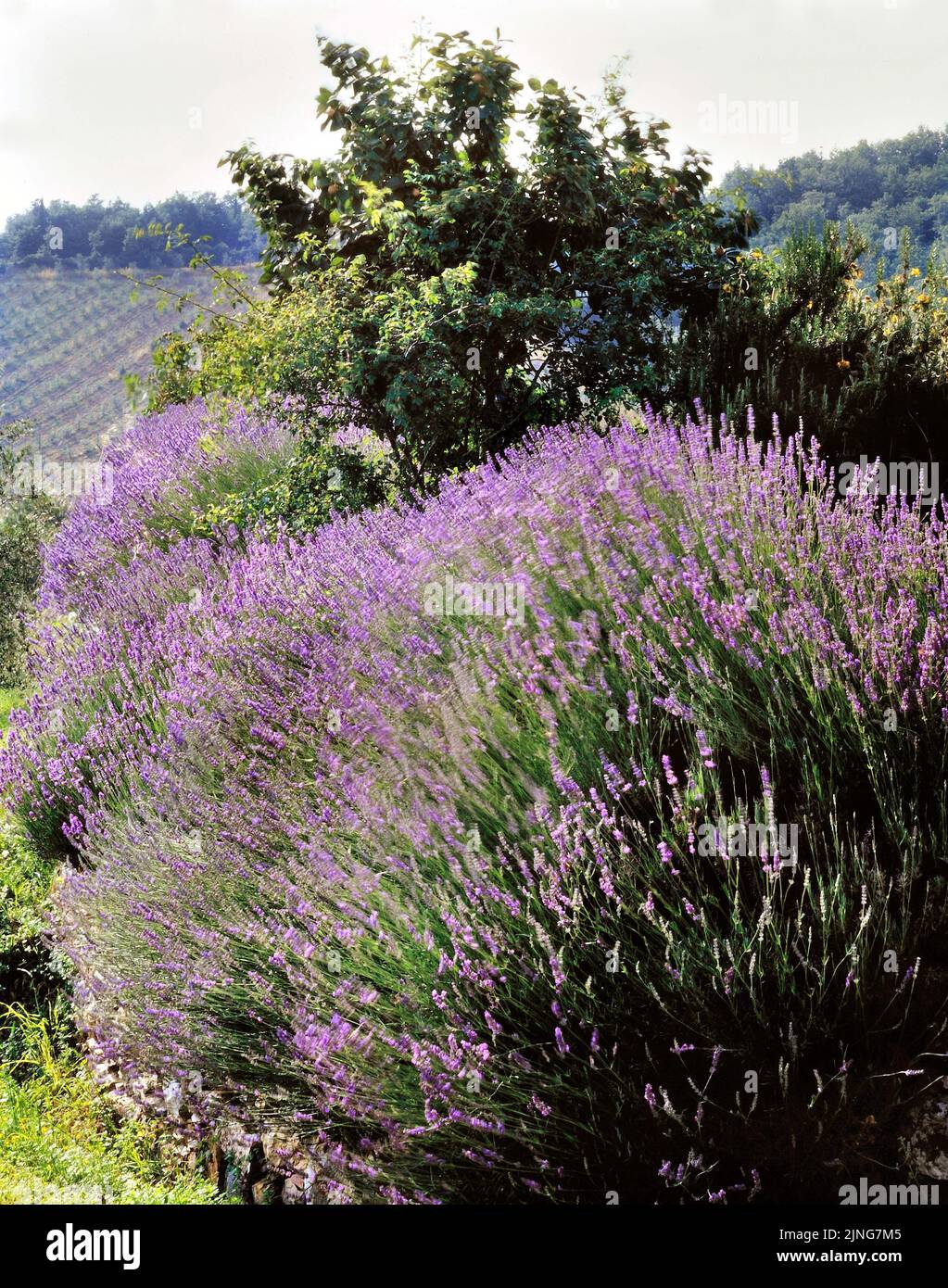 Garten, Lavendel. Stockfoto