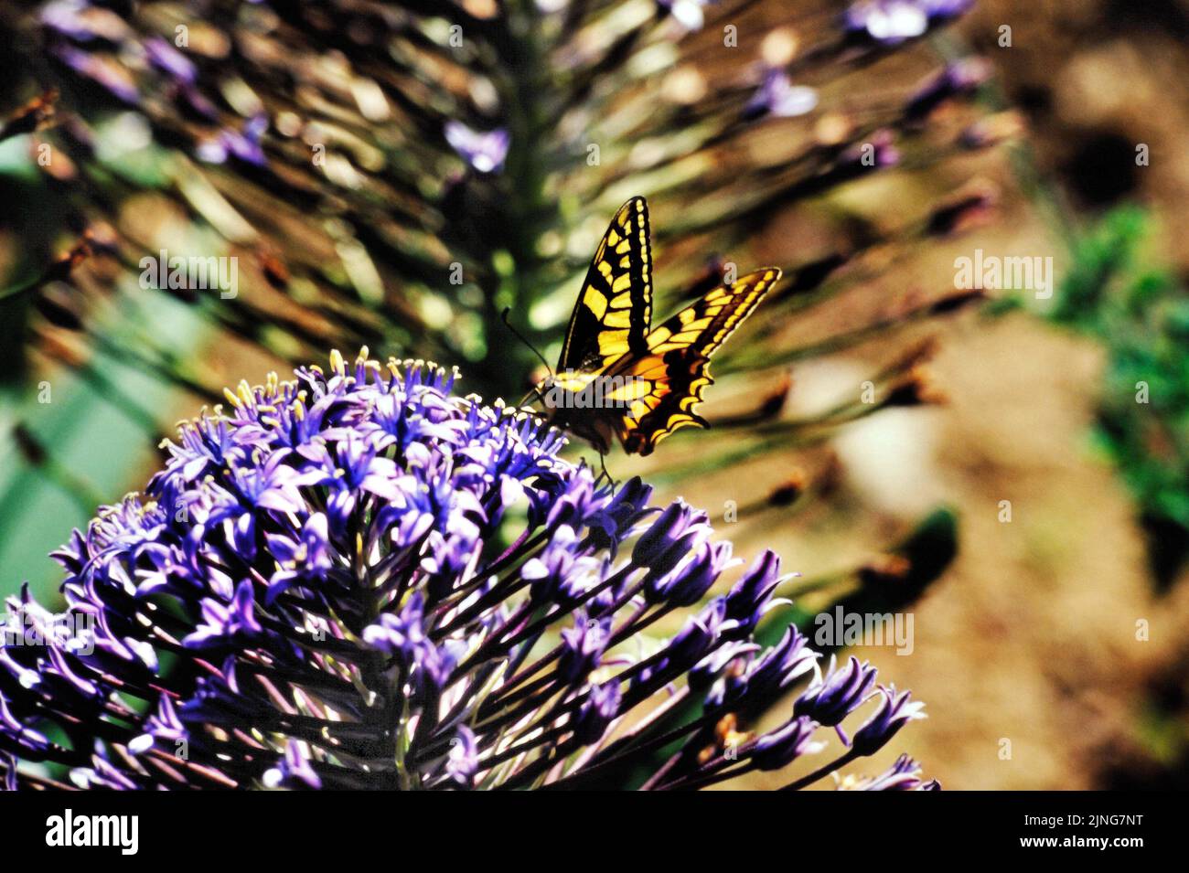 Blumen, Agapanthus mit Machaon-Schmetterlingen. Stockfoto