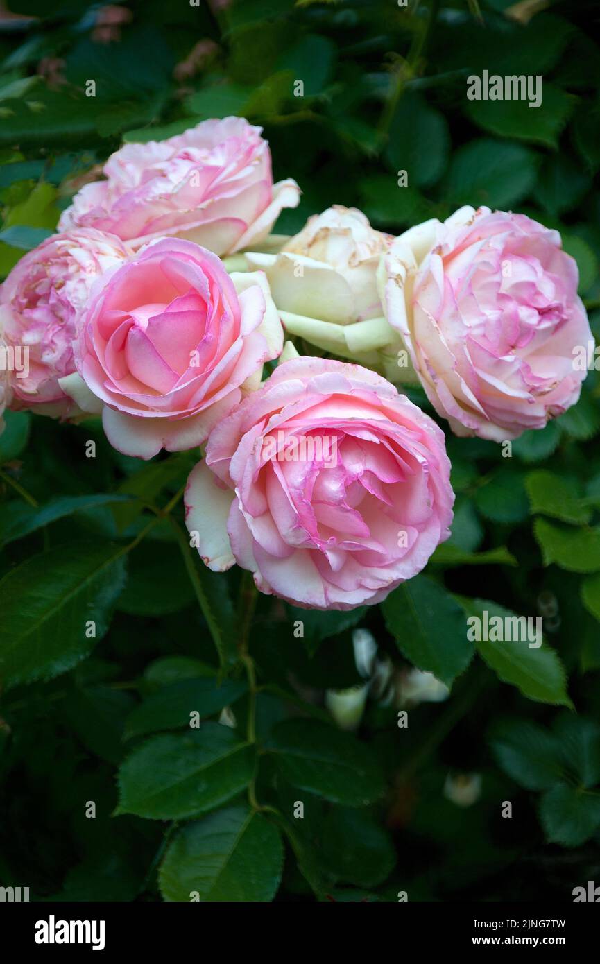 Blumen, Pfingstrose. Stockfoto