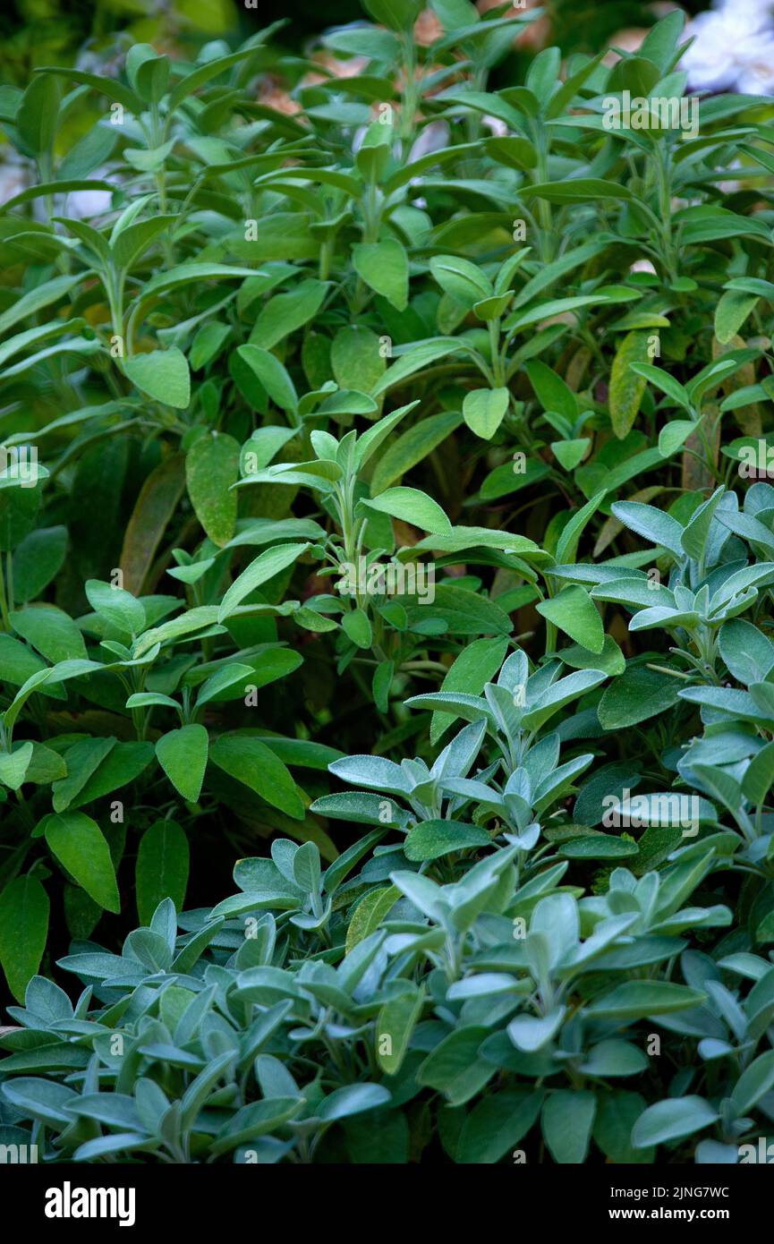 Kräuter, Salbei, Salvia officinalis. Stockfoto