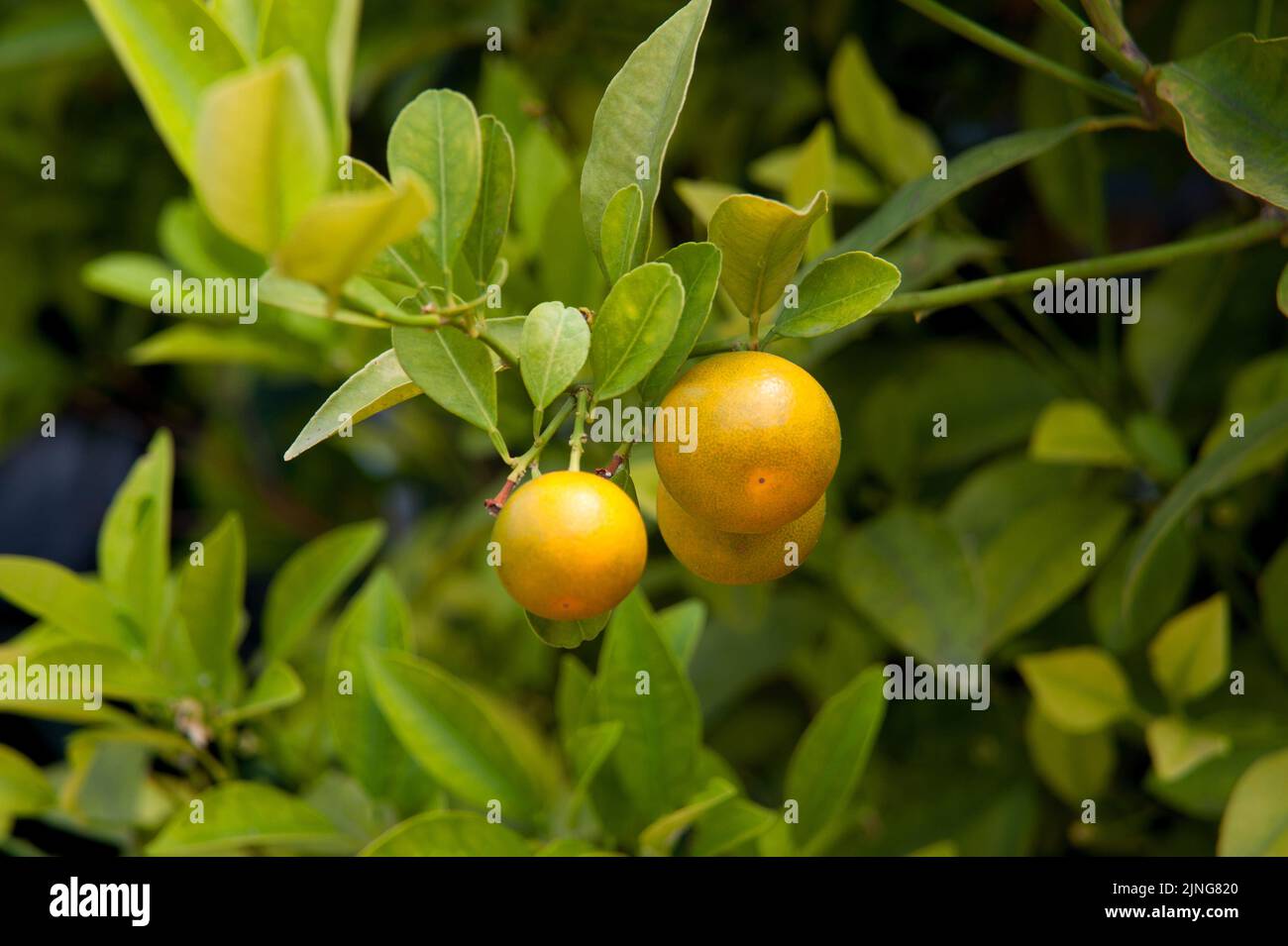 Orange, Citrus sinensis. Stockfoto
