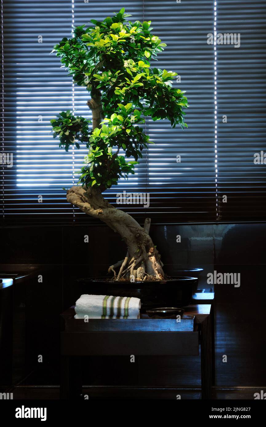 Blumen zu Hause, Bonsai, Ficus Ginseng. Stockfoto