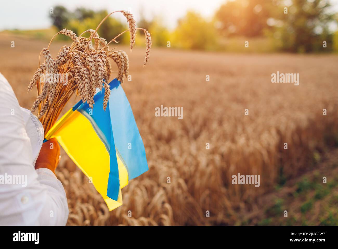 Unabhängigkeitstag der Ukraine. Nahaufnahme der ukrainischen blauen und gelben Flaggen auf dem Feld mit Weizenbündel bei Sonnenuntergang. Nahaufnahme des Symbols der Freiheit. Platz Stockfoto