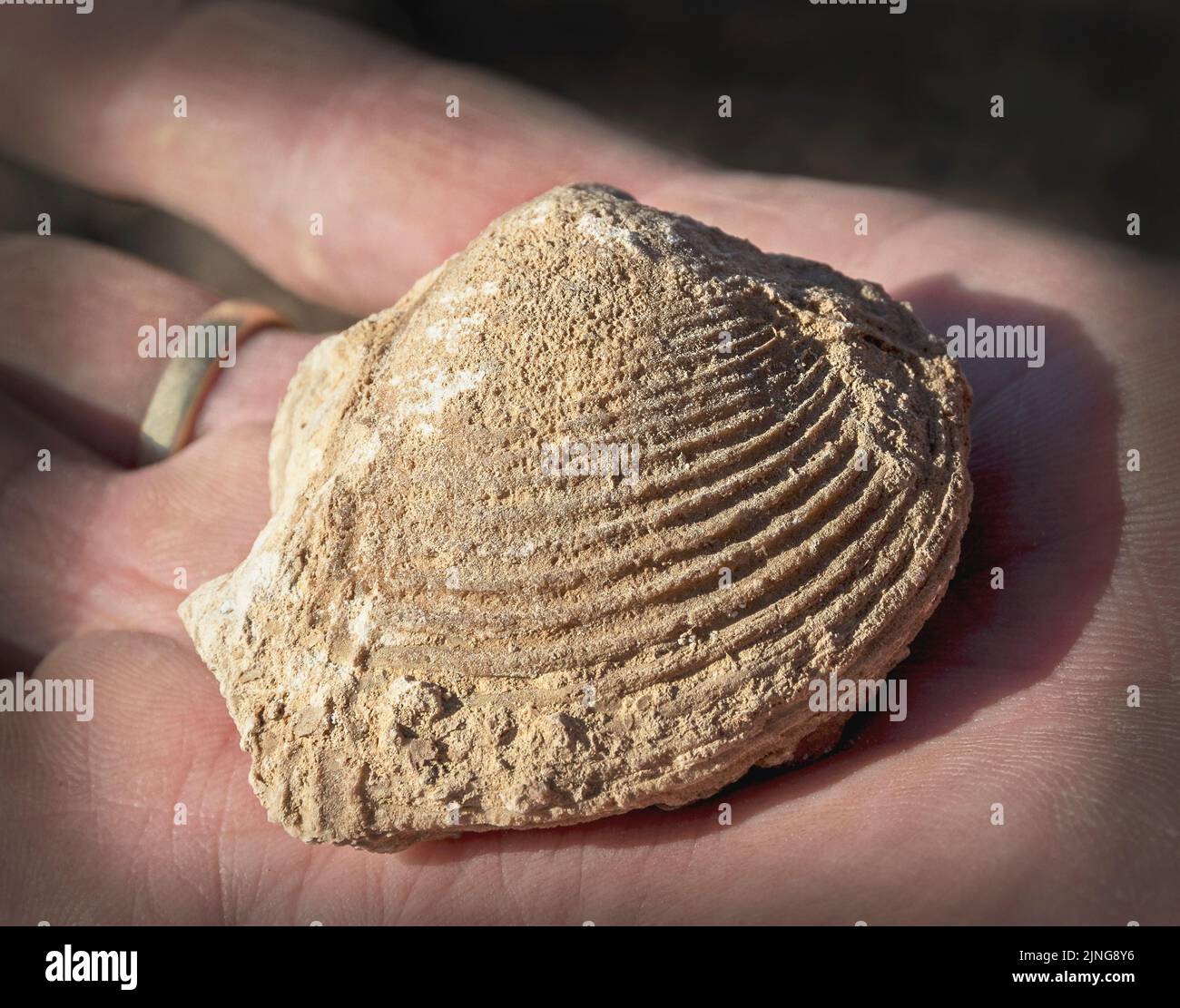 Senoische Periode Clam Fossil auf einer Hand zur Größenreferenz zeigt tiefe detaillierte Grate im Kalkstein Stockfoto