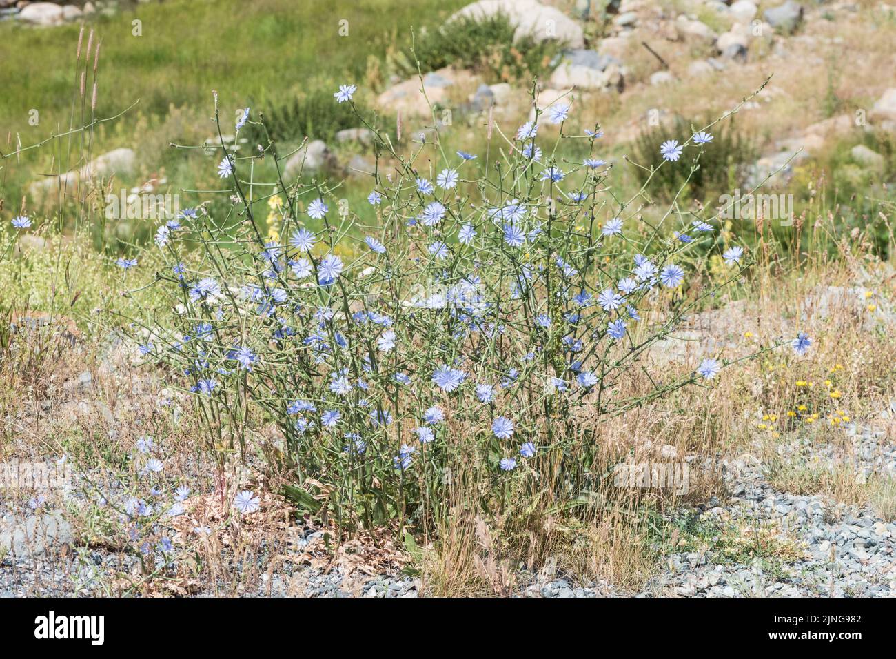 Blütenklumpen Chicory (Cichorium intybus) Stockfoto
