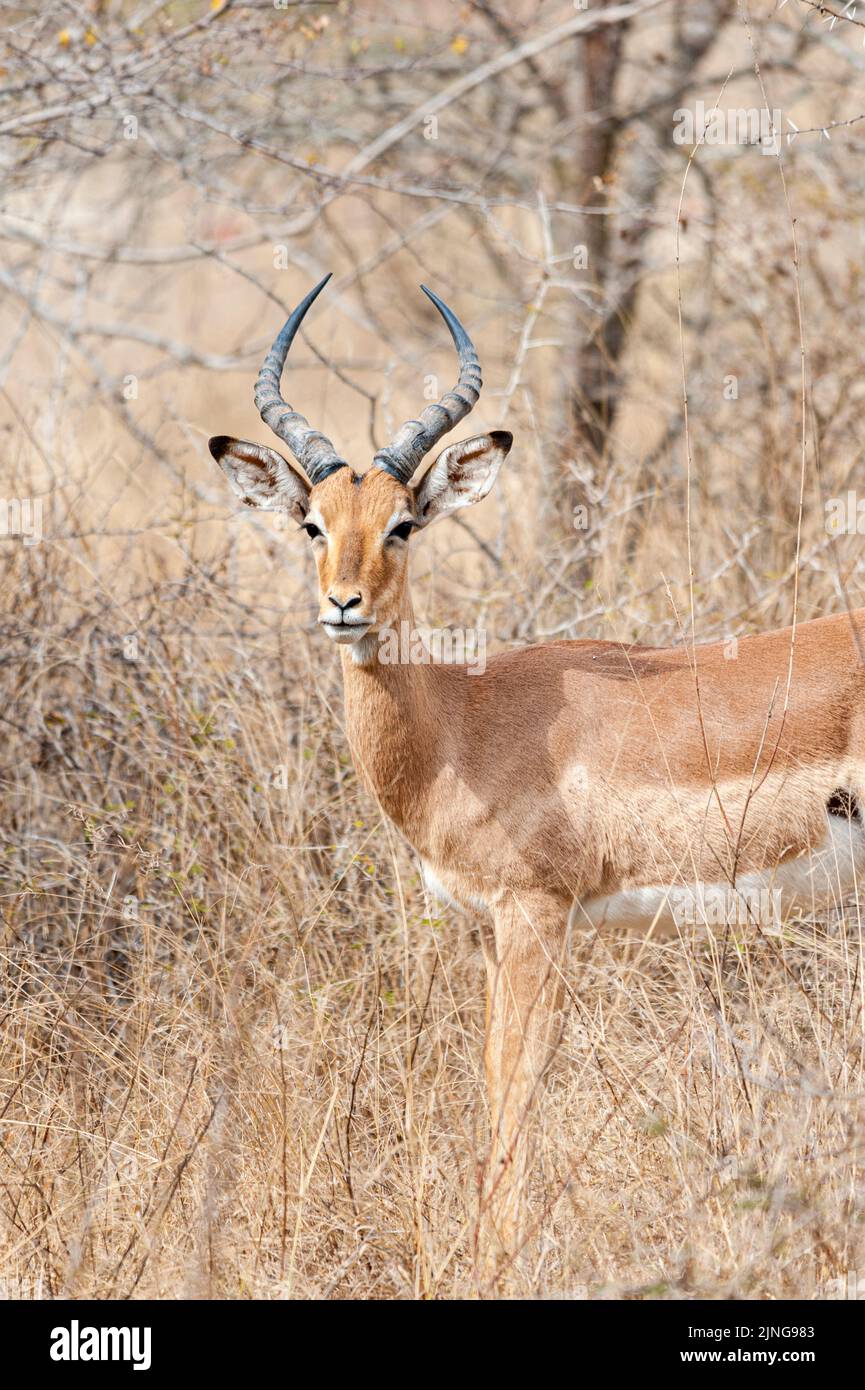 Single Impala in seinem natürlichen Lebensraum, Südafrika, Wildtierbeobachtung in seinem Lebensraum Stockfoto