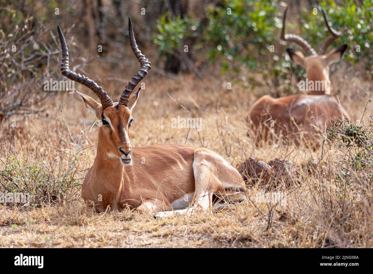 Zwei Impalas in ihrem wilden Lebensraum, Südafrika, Wildtierbeobachtung Stockfoto
