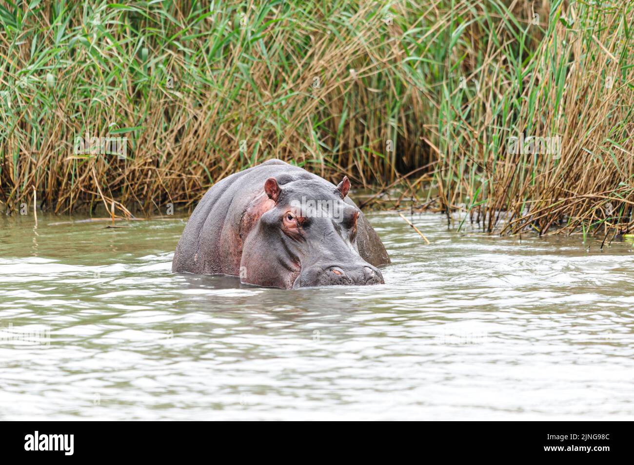 Hippopotamus mit einem Teil seines Körpers über Wasser, St. Lucia Feuchtgebiete, Südafrika Stockfoto