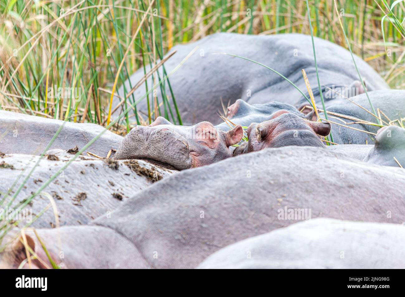 Juvenile Hippopotamus schlafen zwischen Erwachsenen, St Lucia Feuchtgebiete, Südafrika Stockfoto