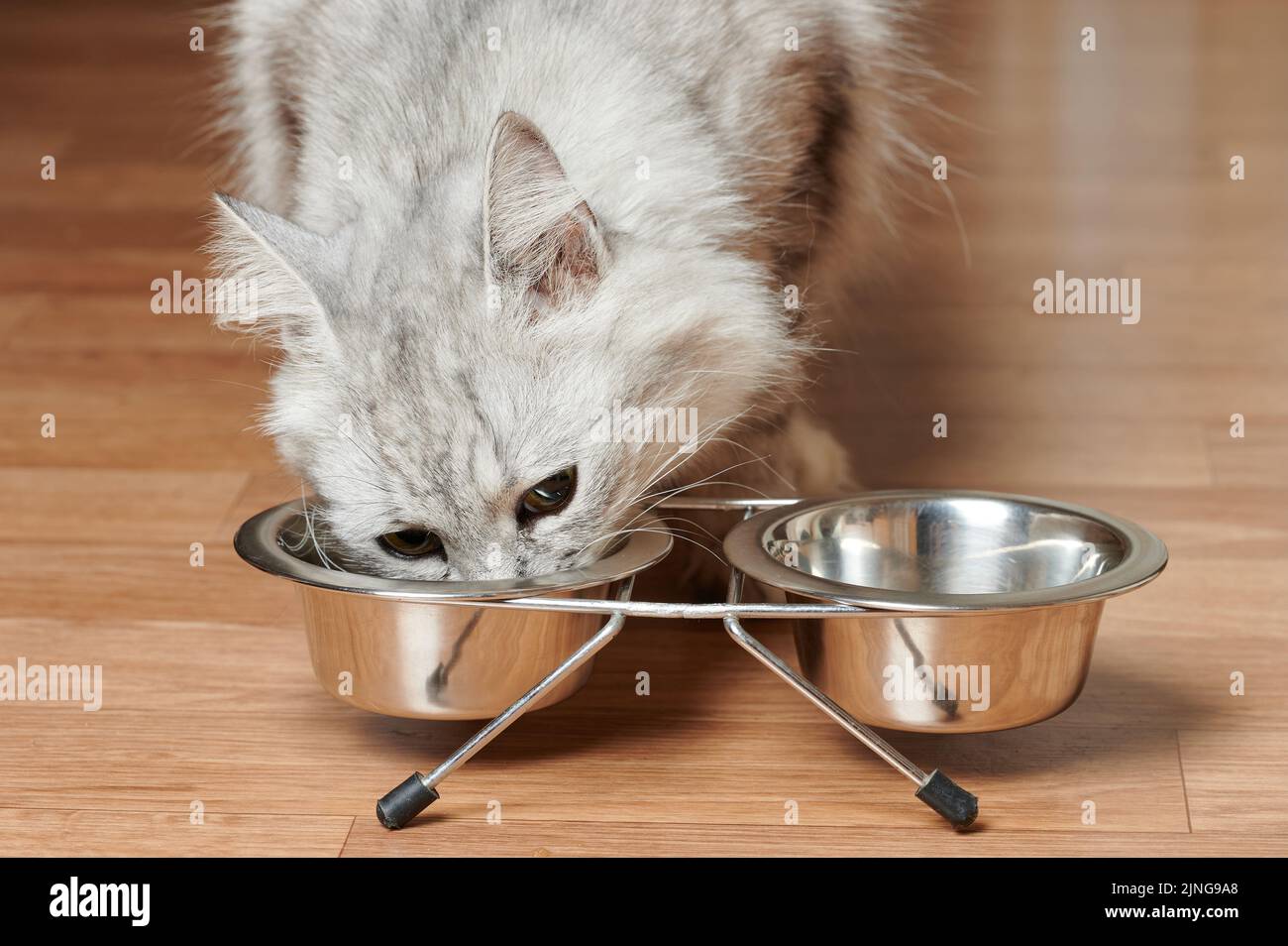Graue Kitty essen aus Metall Schüssel Makro Nahaufnahme Stockfoto