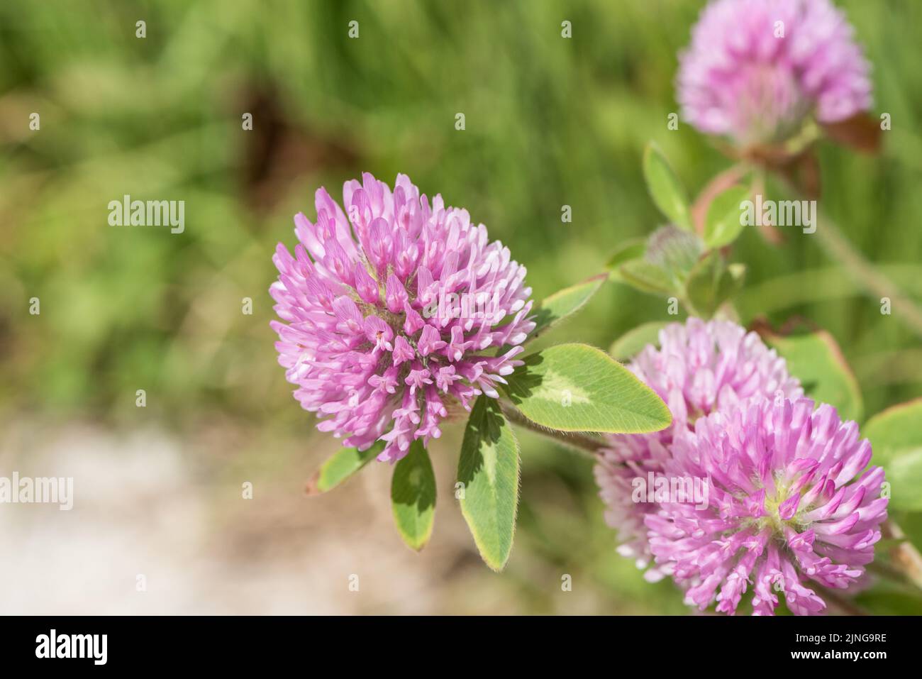 Blühendes Zickzackklee (Trifolium mittel) Stockfoto