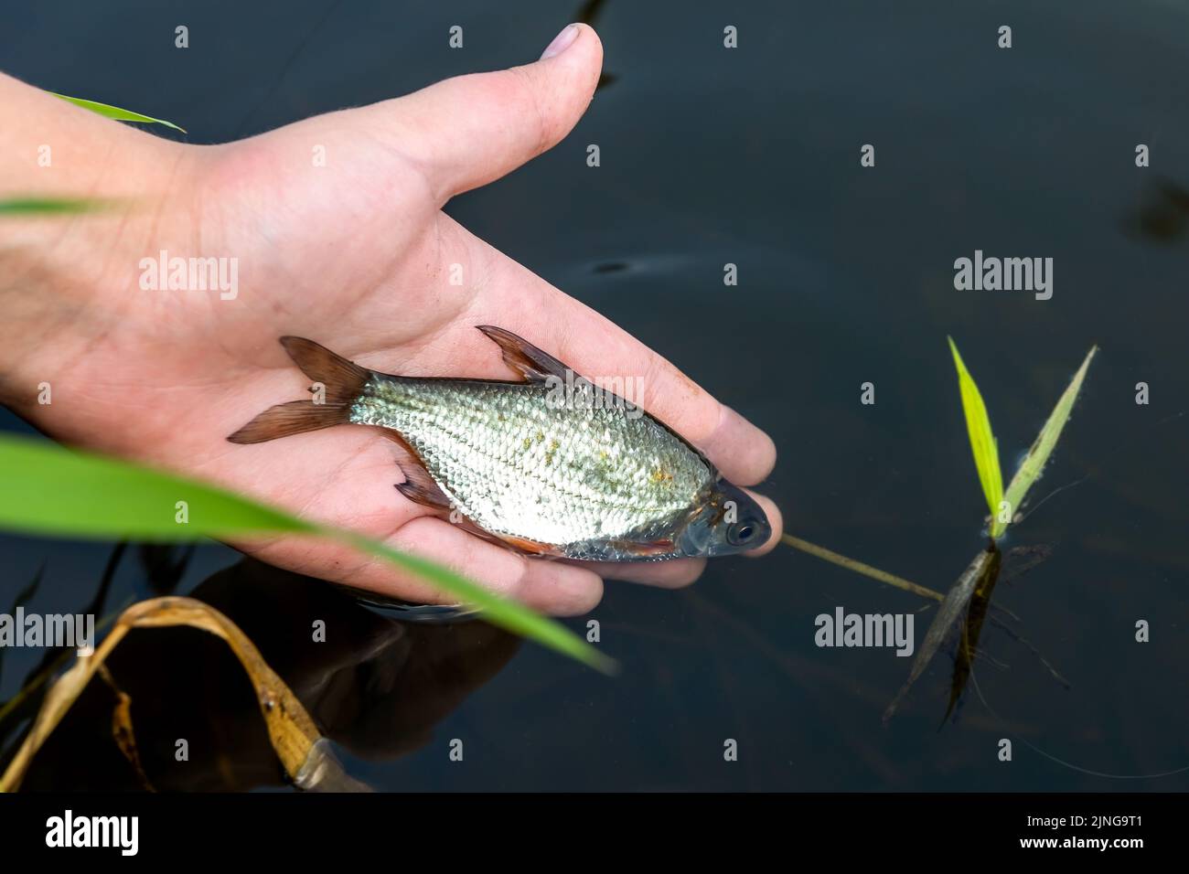 Fischschuppen farben Fotos und Bildmaterial in hoher Auflösung Alamy