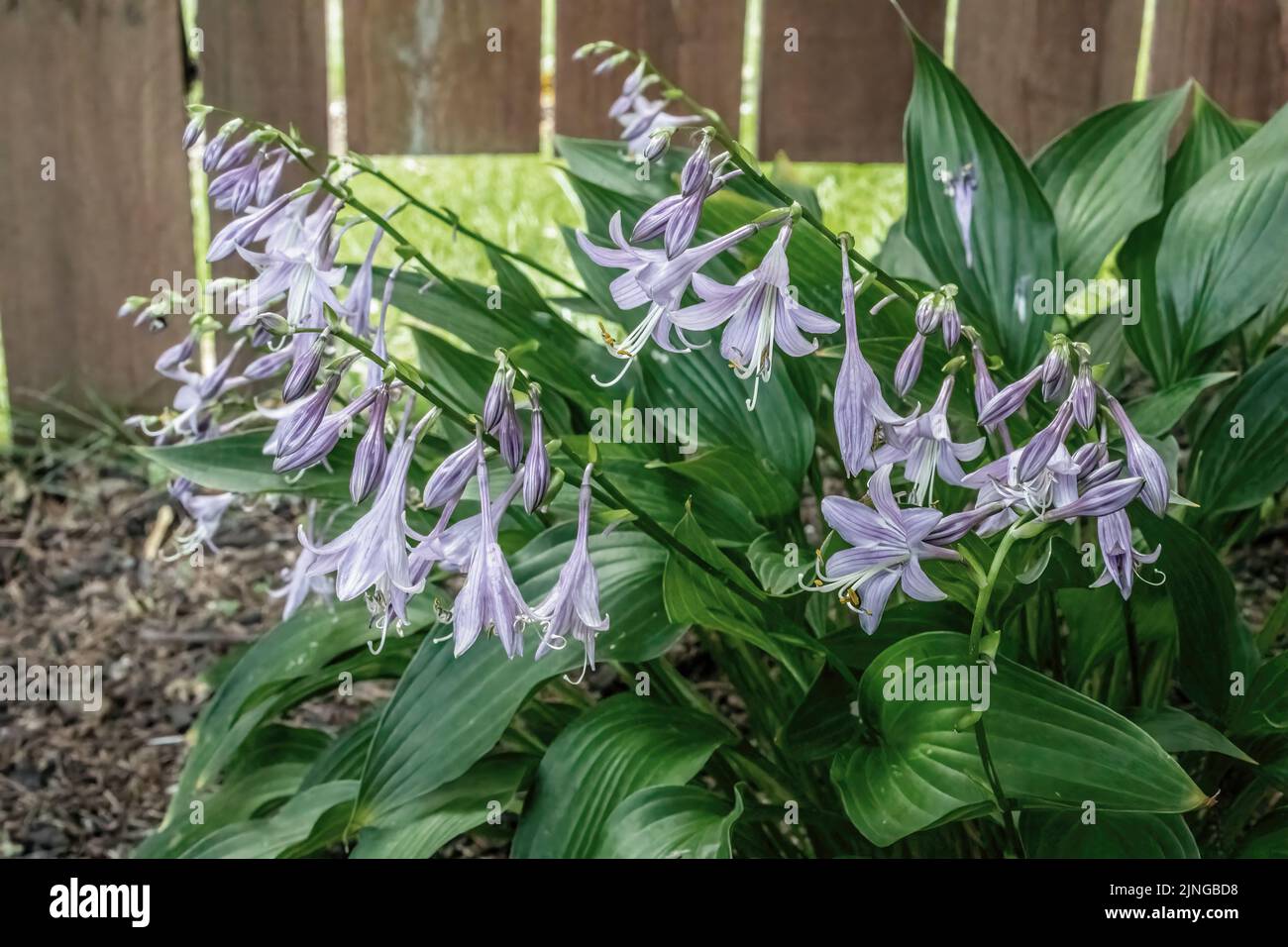 Im Spätsommer blüht die Hosta-Pflanze mit schönen violetten Blüten. Stockfoto