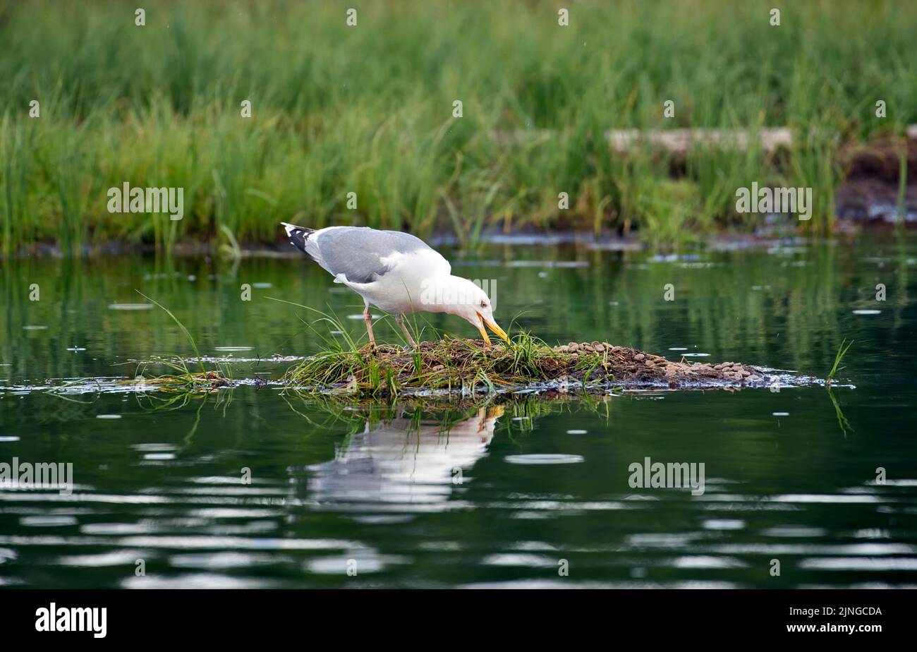 Heringmöwe (Larus argentatus) auf einer kleinen Insel in einem finnischen See Stockfoto