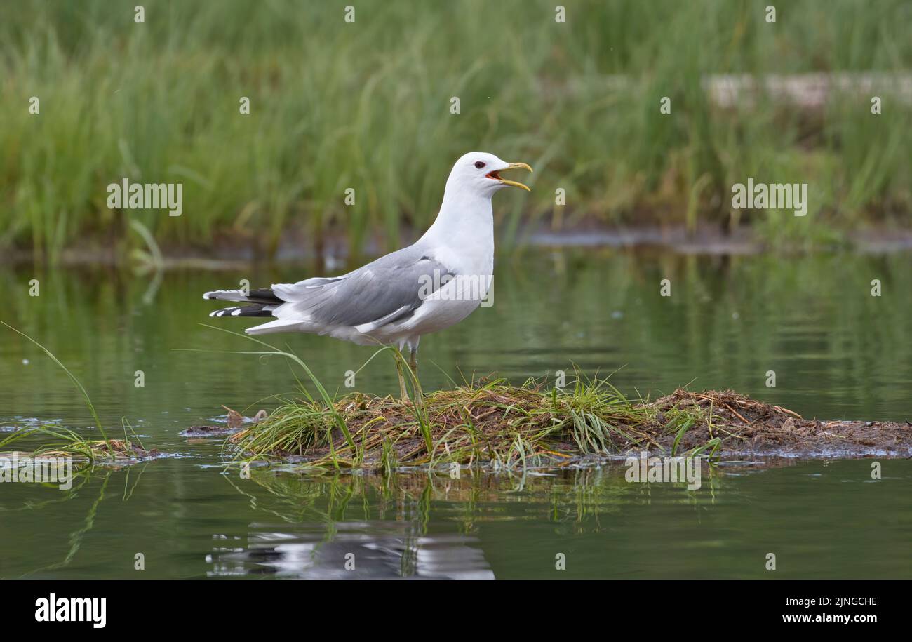 Gemeine Möwe (Larus canus) auf einer Insel in einem See, rufend Stockfoto