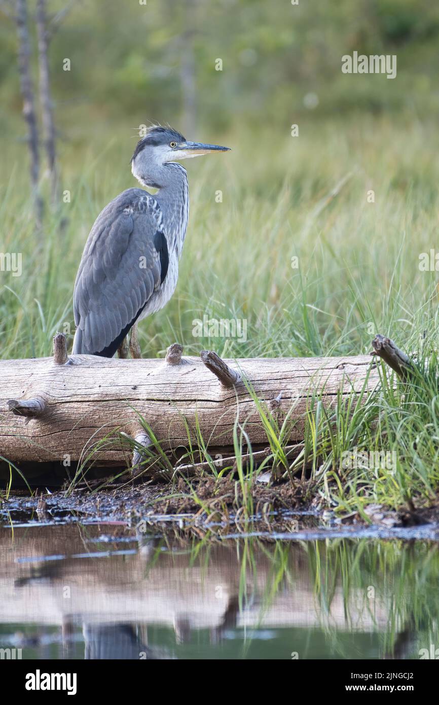 Graureiher (Ardea Cinerea) Stockfoto