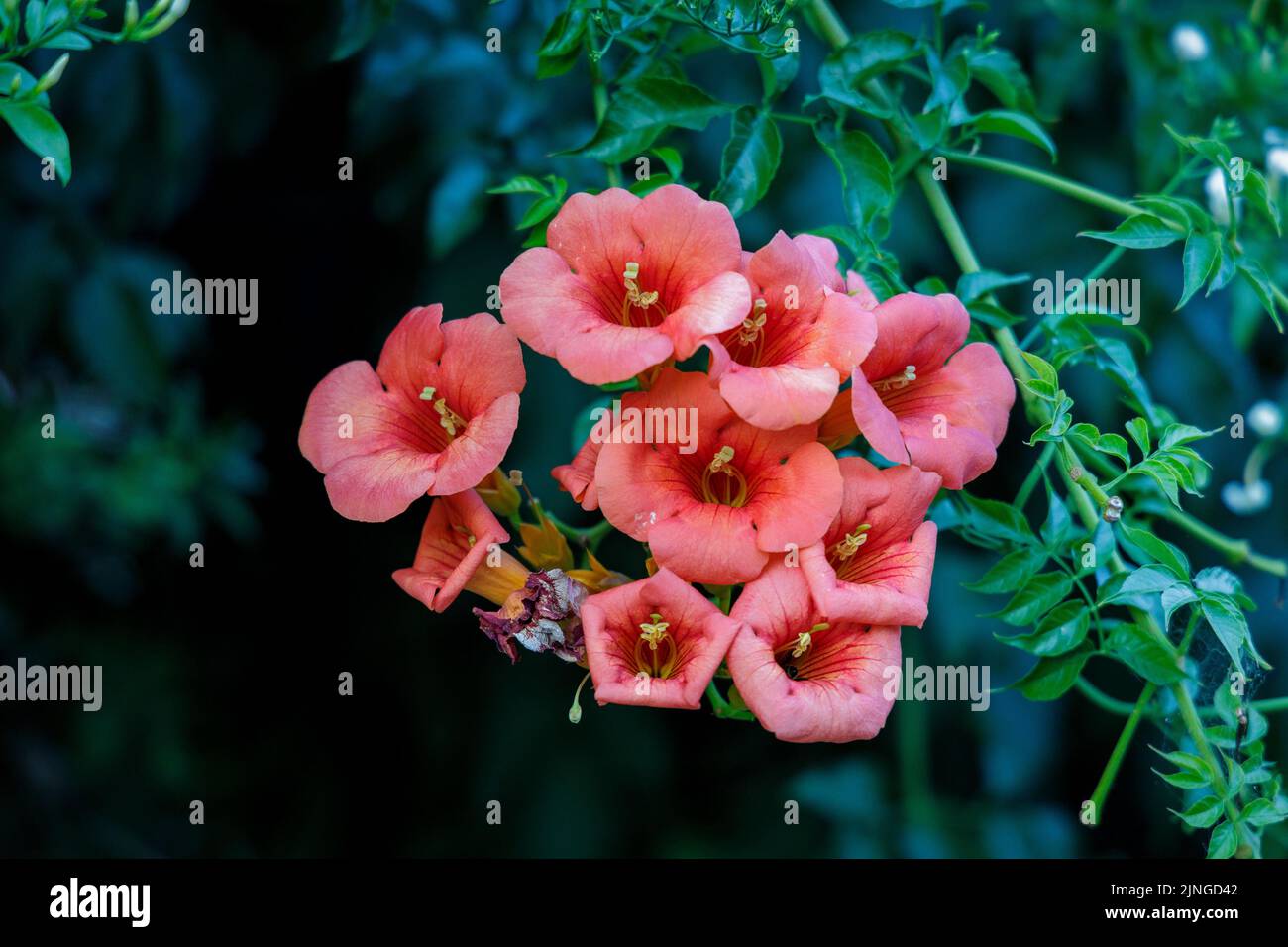 Chinesische Trompetenrebe (Campsis grandiflora) blüht auf dunklem Grund. Stockfoto