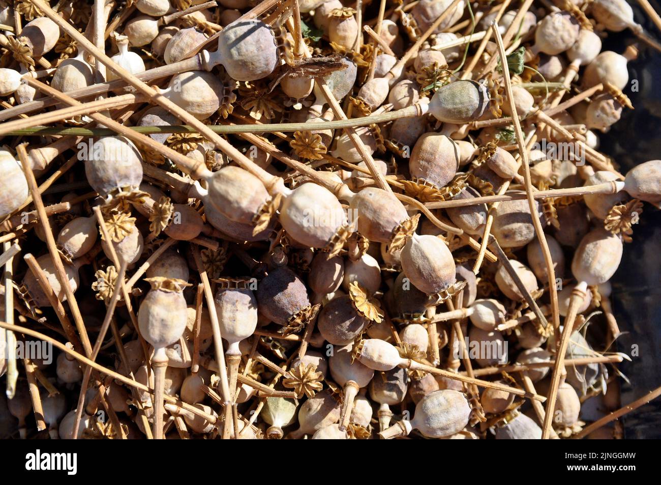 Getrocknete Mohnschoten, die in der Medizin verwendet werden. Natürliche Textur, Hintergrund. Ernte. Stockfoto