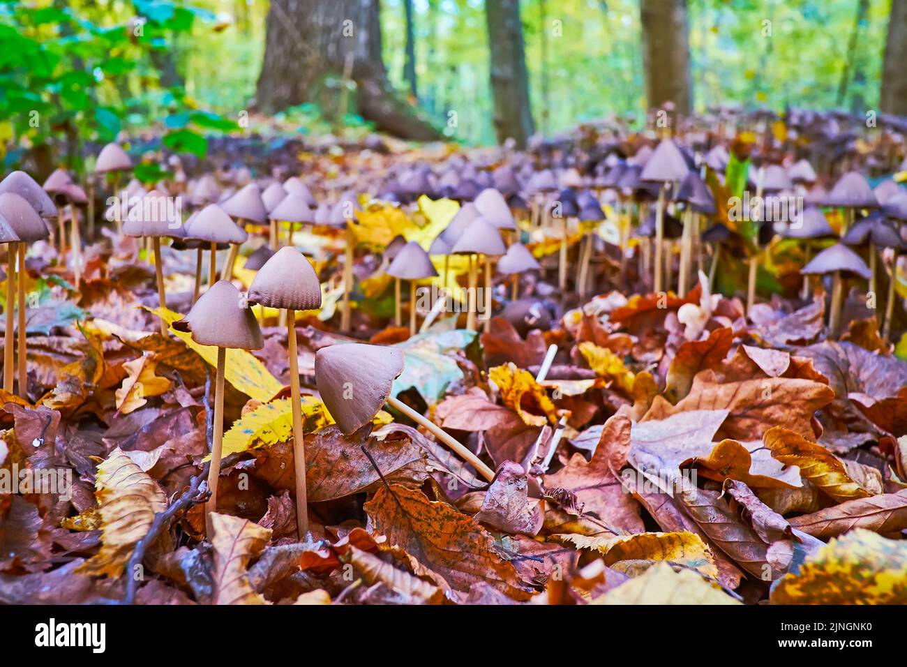 Der Herbstrasen mit gelben Blättern und Dickichten von Psilocybe semilanceata psychedelischen Pilzen Stockfoto