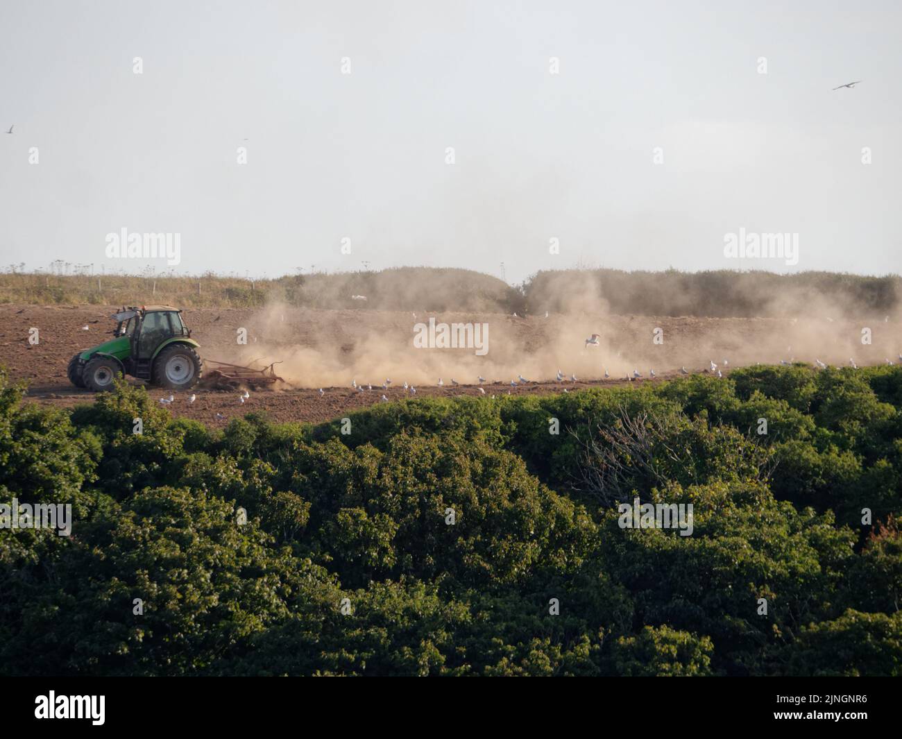 UK Wetter, Crantock, Cornwall, UK. Ein Landwirt hebt große Staubwolken aus seinem ariden Boden, während er den ausgetrocknten Boden in der Hoffnung gräbt, Feldfrüchte säen zu können. Die Umweltbehörde trifft sich am Freitag, um zu entscheiden, ob Dürrebedingungen für den Wasserverbrauch im Südwesten Englands eingeführt werden sollten. 11.. August 2022. Robert Taylor Alamy Live News Stockfoto