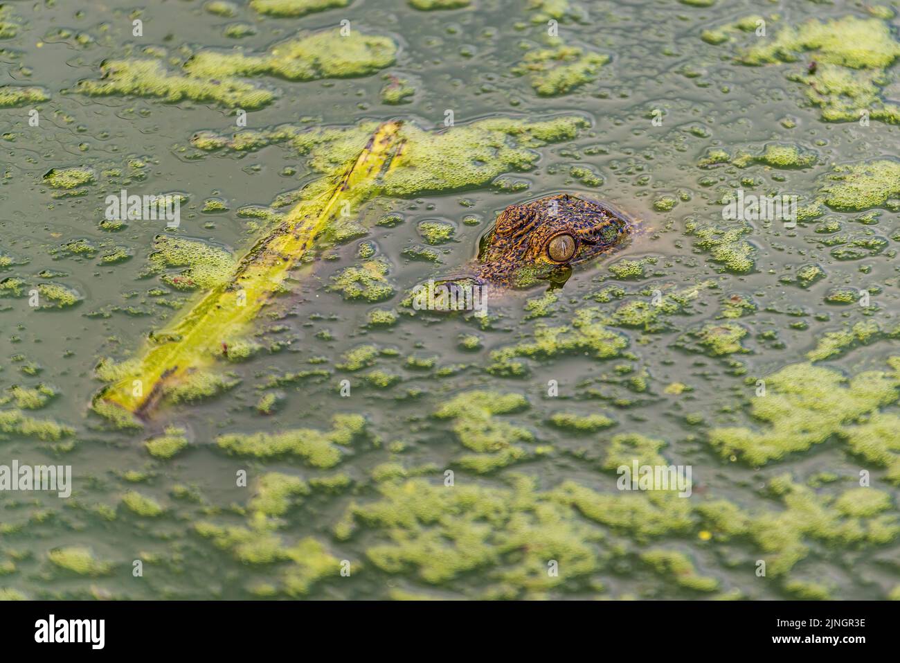 Aligator auf einer Farm in Kuba Stockfoto