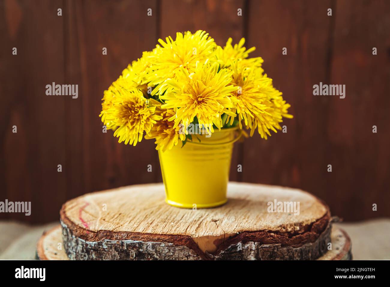 Bouquet von gelben Dandelionen in einem Eimer. Holzhintergrund. Grußkarte. Stockfoto