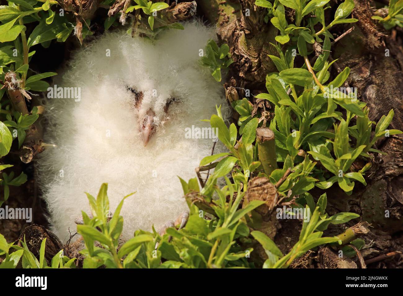 Ein Eulenkauz-Küken (Tyto alba) ruht in einem typischen holländischen Weidenbaum. Es aß viele Mäuse und wird in 6-7 Wochen erwachsen. Stockfoto