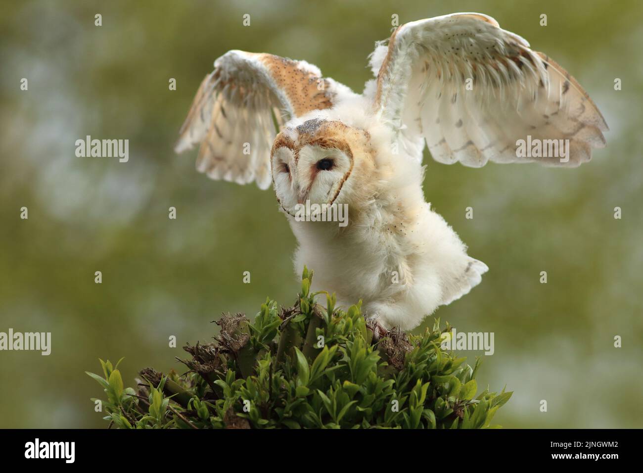 Ein Eulenkauz-Küken (Tyto alba) breitet seine Flügel auf einem typischen holländischen Weidenbaum aus. Hin und wieder wurde er neugierig auf seine Umgebung. Stockfoto