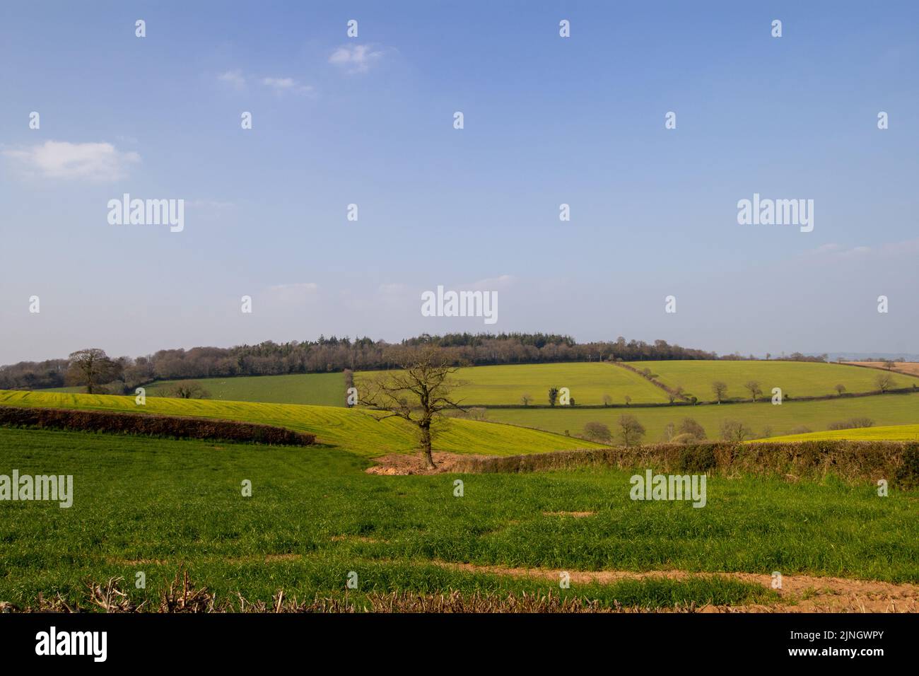 Devon Farmland im Winter mit schlammigen Spuren, grünem Gras, Hügeln und Bäumen in der Ferne mit einem trüben blauen Himmel Stockfoto