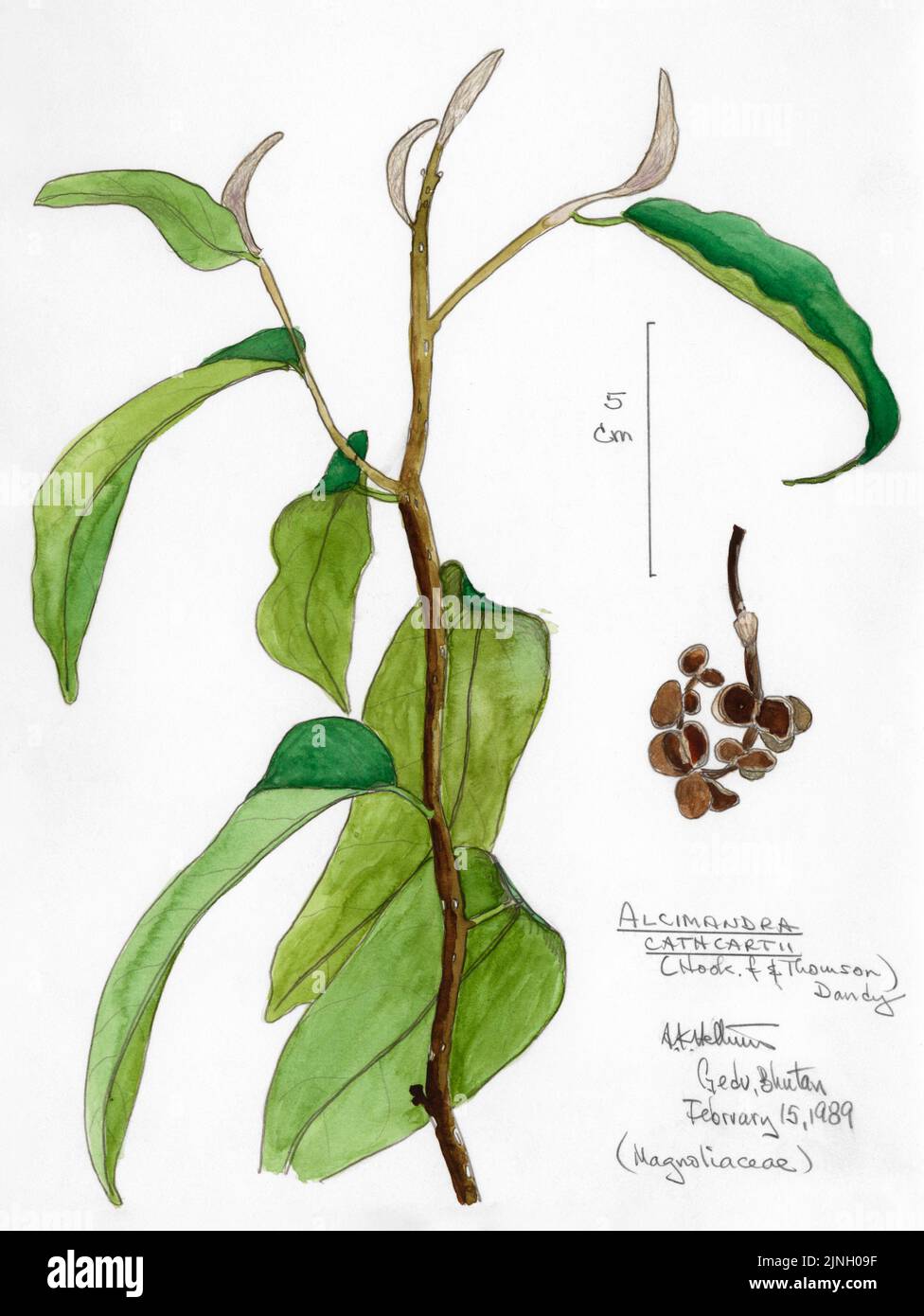 Alcimandra cathcarii (Hook, ƒ & Thomson) Dandy (Magnoliaceae) gemalt von A. Kåre Hellum in Gedu, Bhutan 15. Februar 1989 Stockfoto
