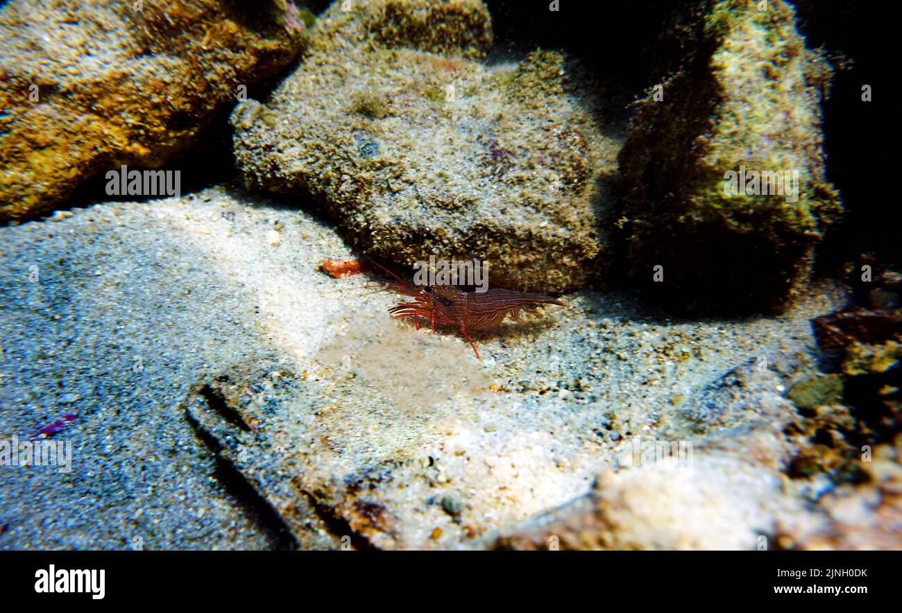 Red Monaco Pfefferminzgarnelen, Unterwasserfotografie Stockfoto
