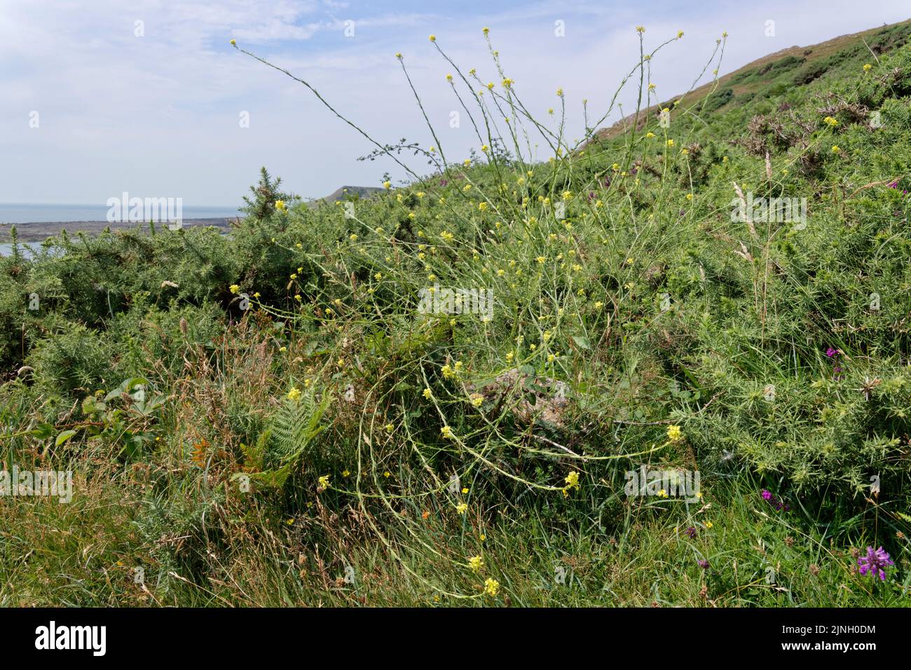 Hufsenf (Hirschfeldia incana) blüht auf einer Küstenspitze, Rhossili, The Gower, Wales, Vereinigtes Königreich, Juli. Stockfoto