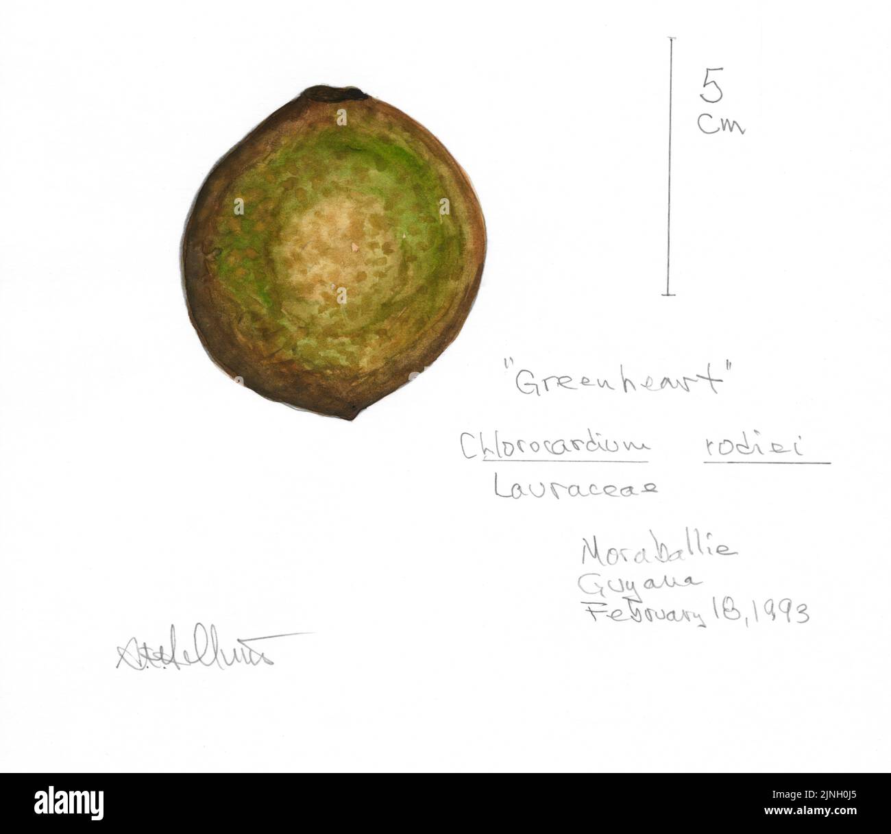 'GreenHeart' Chlorocardium rodiei (Lauraceae) gemalt von A. Kåre Hellum in Moraballie, Guyana, 18. Februar 1993 Stockfoto