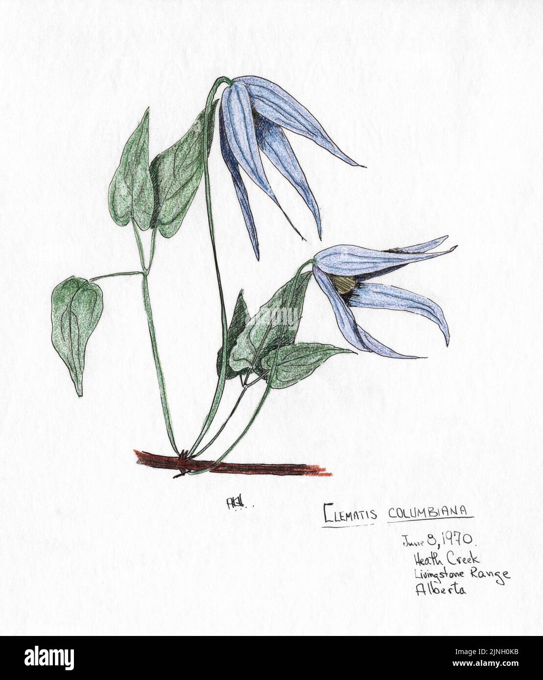Clematis Columbiana gemalt von A. Kåre Hellum in Heath Creek, Livingston Range, ab 08. Juni 1970 Stockfoto
