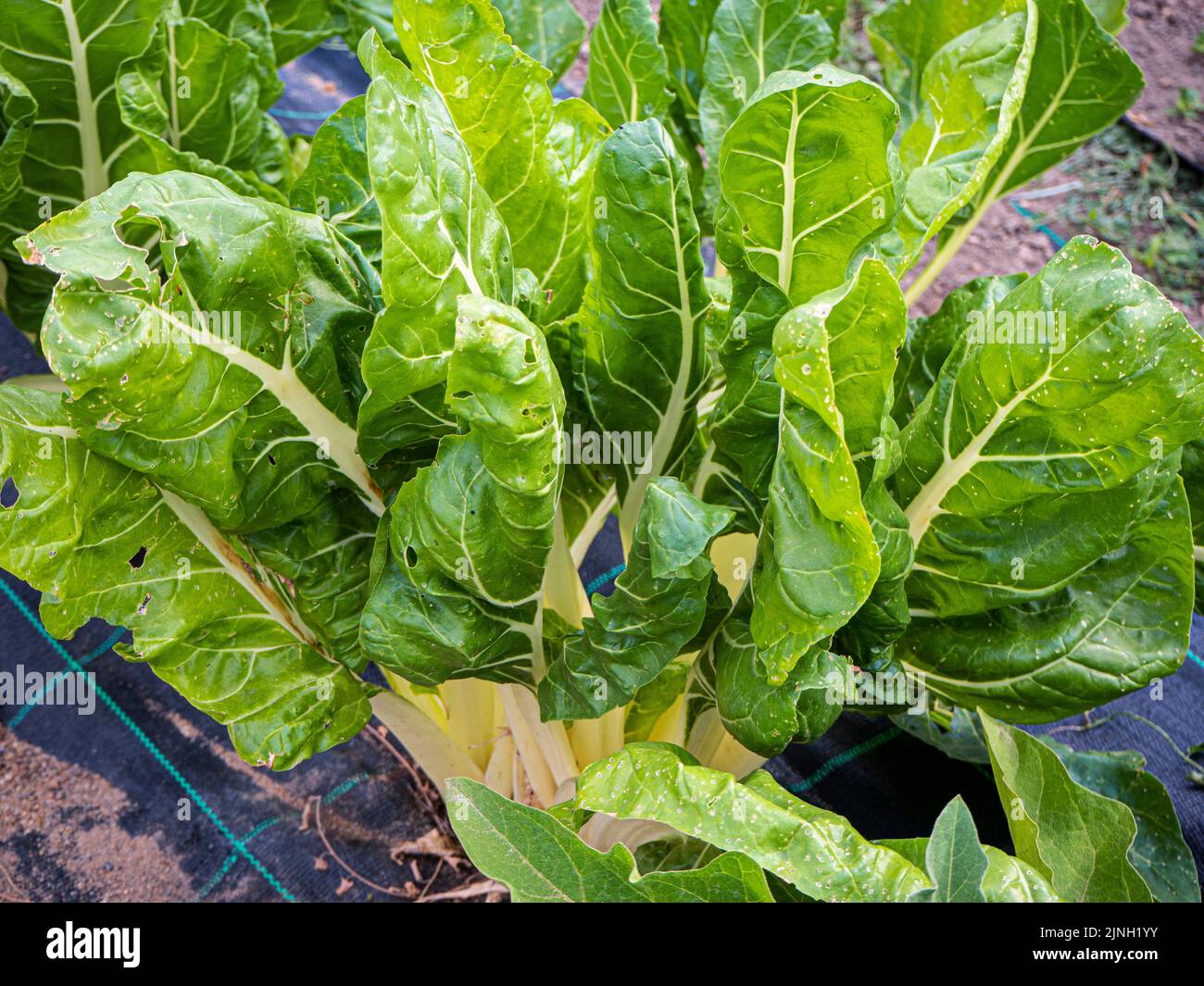 Mangold in einer Bio-Plantage. Nachhaltiger Gartenbau Stockfoto